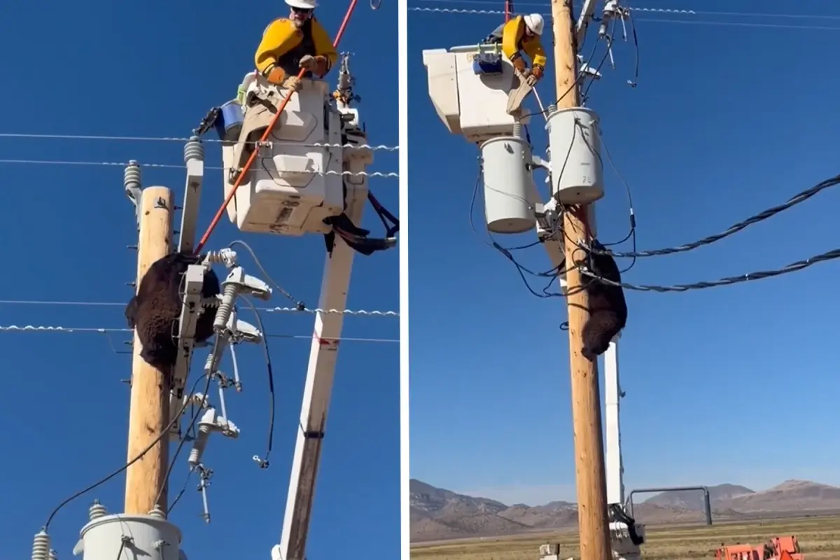 Elektrik Diregine Tirmanan Ayi Zorlukla Indirildi 19312133 8501 Amp