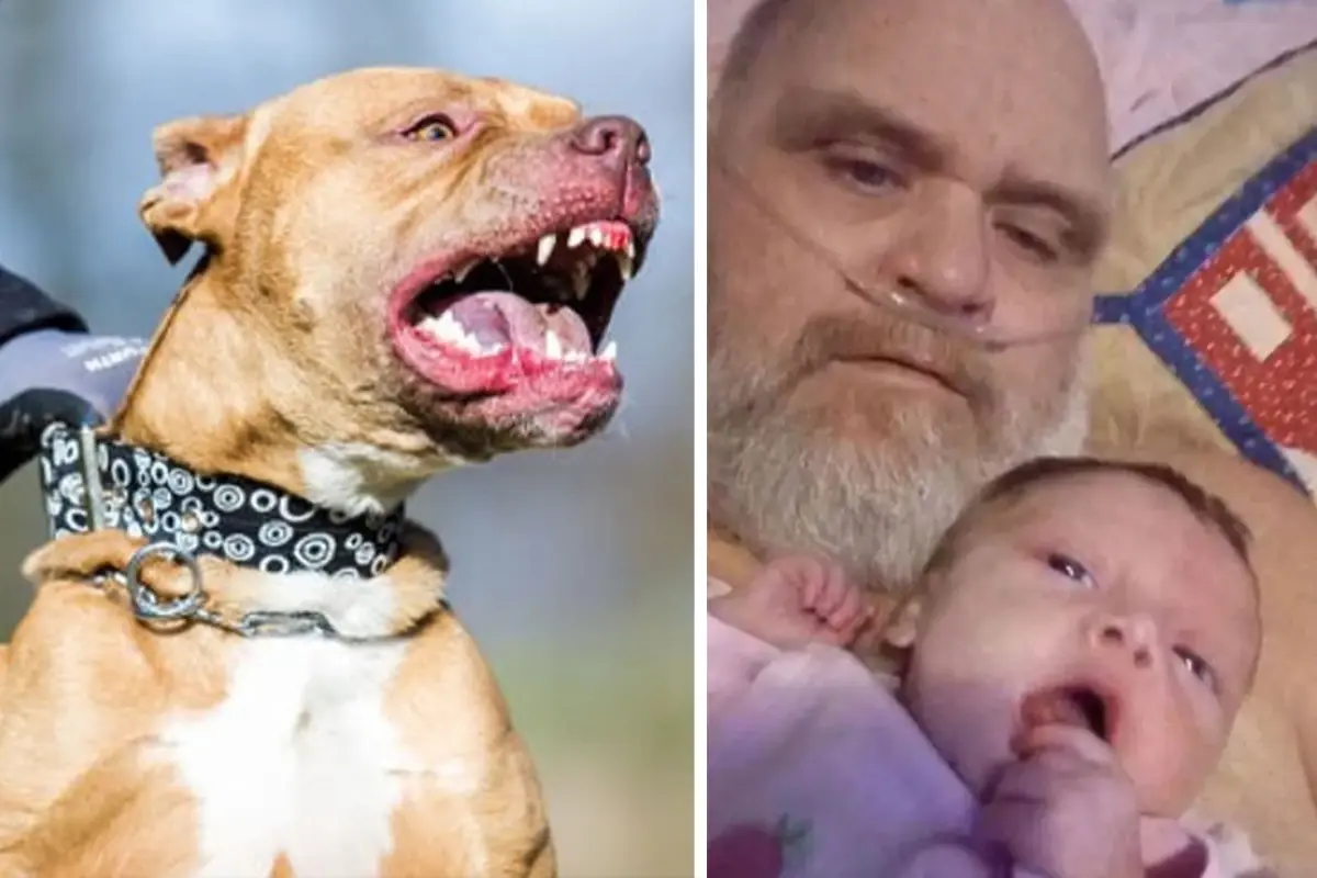 Eve Giren 7 Pitbull Cinsi Kopek Dede Ve 3 Aylik 19333388 8213 Amp