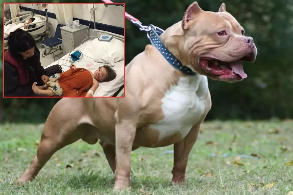 Pitbull Dehseti Iki Kucuk Kardes Olumden Dondu 19308927 3690 Amp