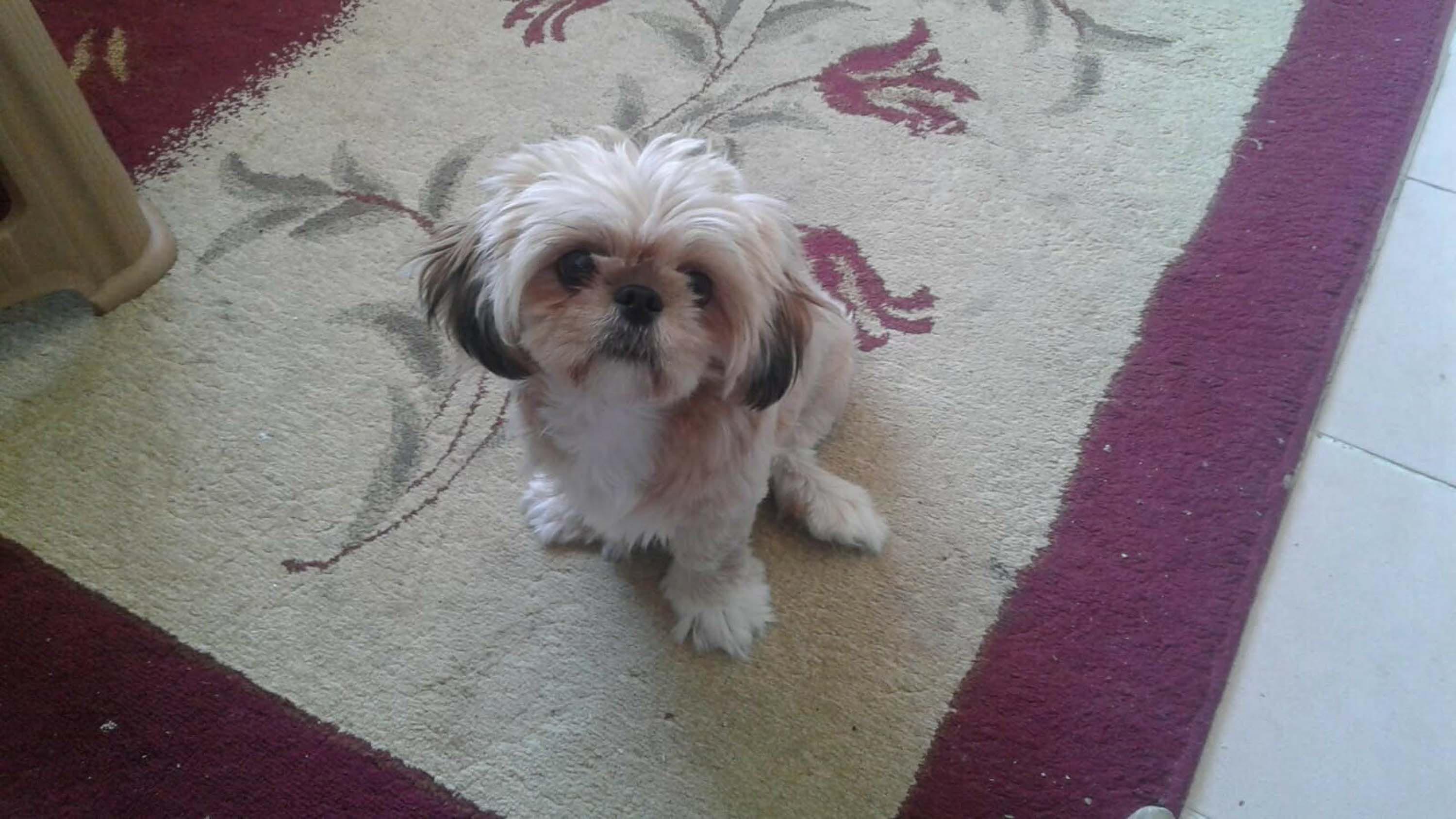 Y U R U M E Y E T I S I S O N R A S I E S I N I D E K A Y B E T T I 1080558 320708