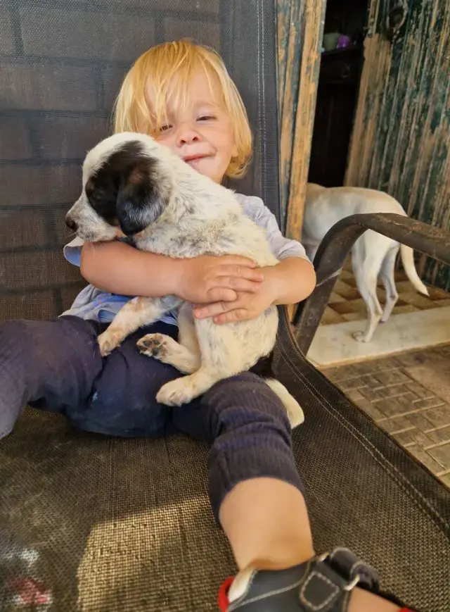 Yunanistan Da Pitbull Dehseti 2 Yasindaki Cocuk 19336584 394 M