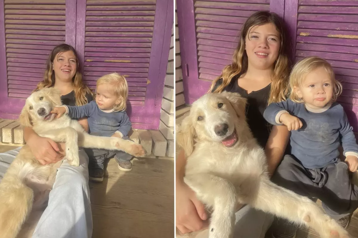 Yunanistan Da Pitbull Dehseti 2 Yasindaki Cocuk 19336584 610 Amp