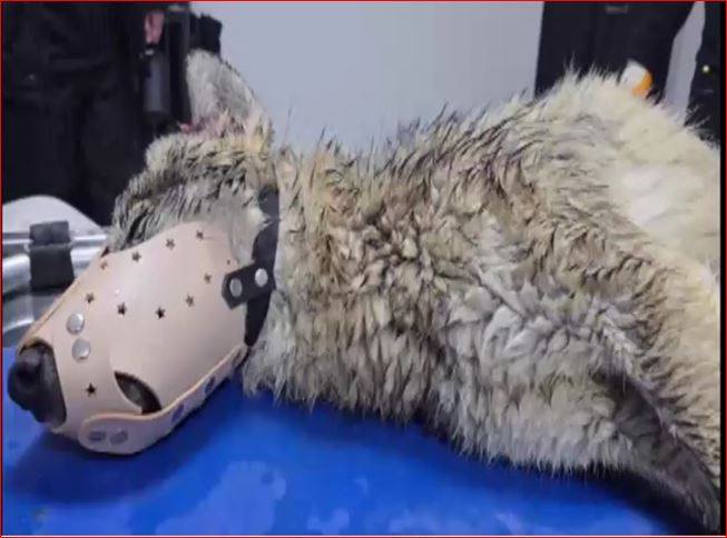 618969088 1475778067887645 5255910557915002060 N