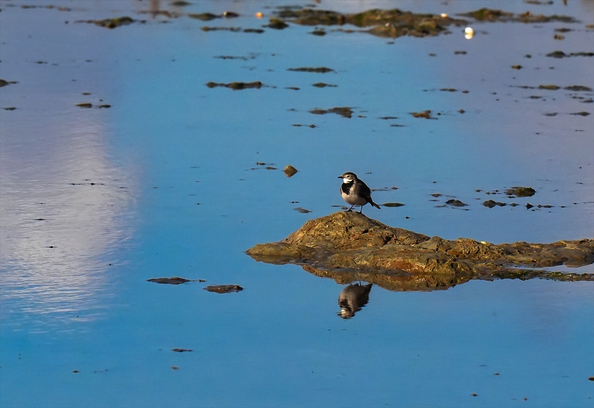 A A 20260131 40415151 40415134 K U R A K L I K G E D I Z D E L T A S I N D A K I R L I L I G I N E T K I S I N I A R T I R I Y O R