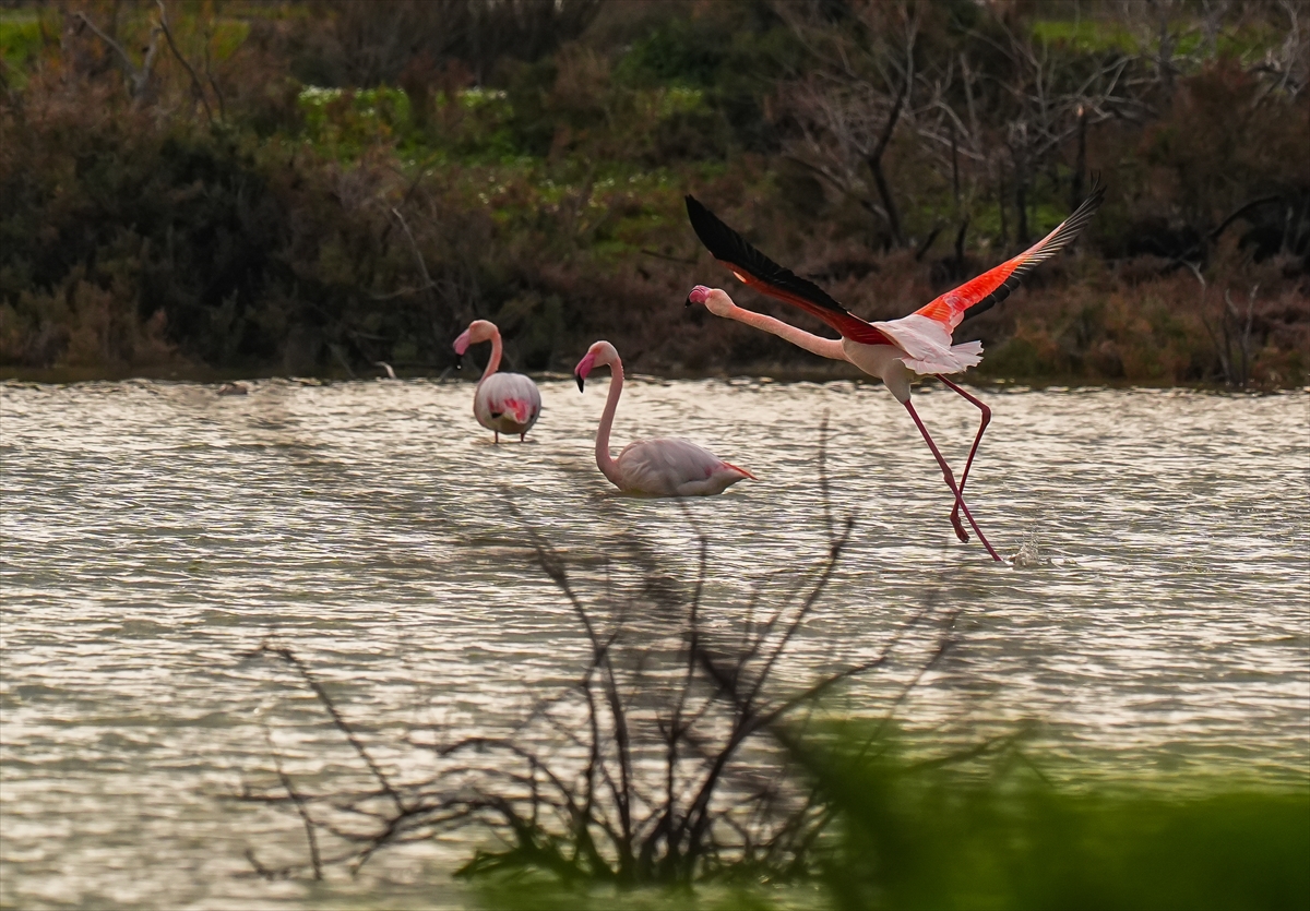 A A 20260131 40415151 40415135 K U R A K L I K G E D I Z D E L T A S I N D A K I R L I L I G I N E T K I S I N I A R T I R I Y O R