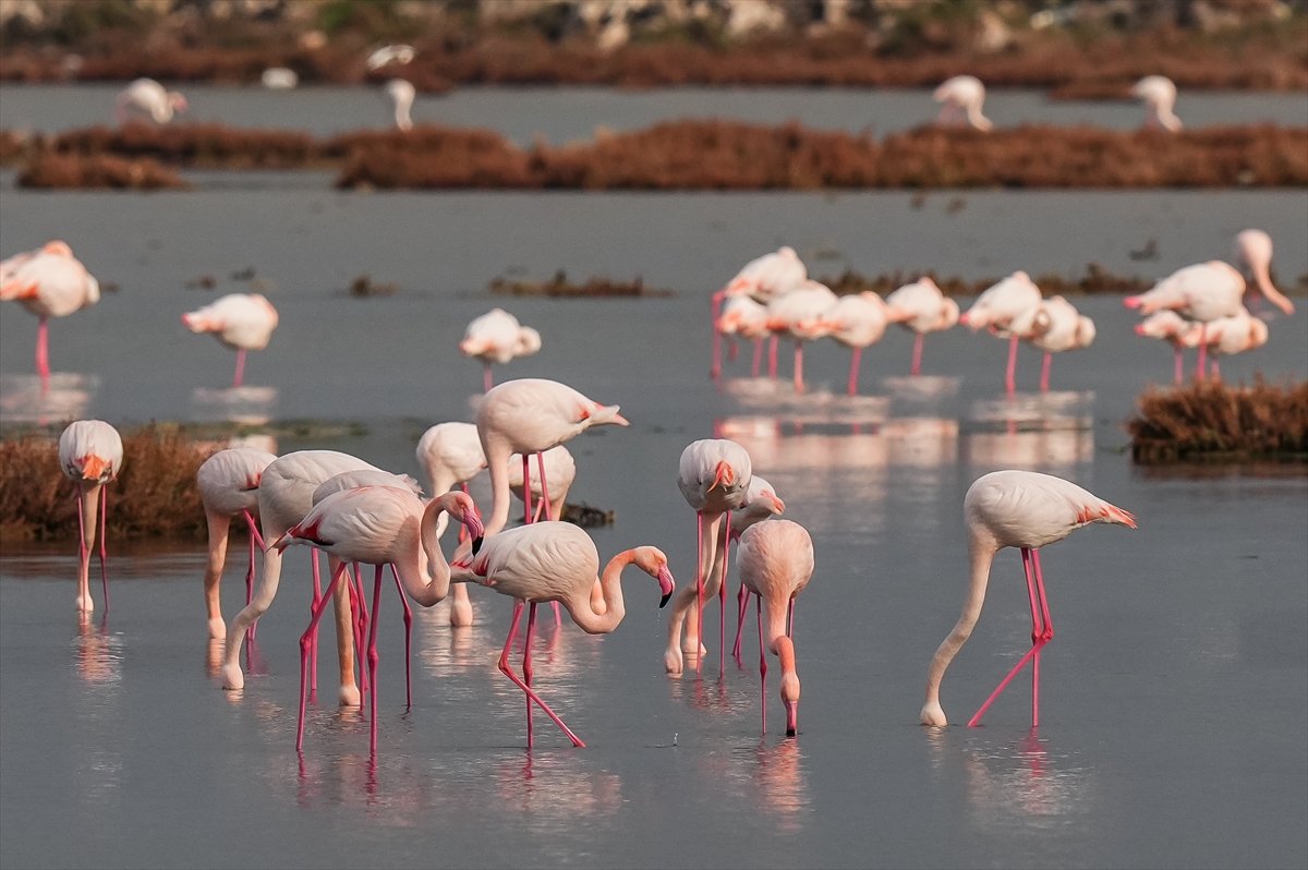 A A 20260131 40415151 40415140 K U R A K L I K G E D I Z D E L T A S I N D A K I R L I L I G I N E T K I S I N I A R T I R I Y O R