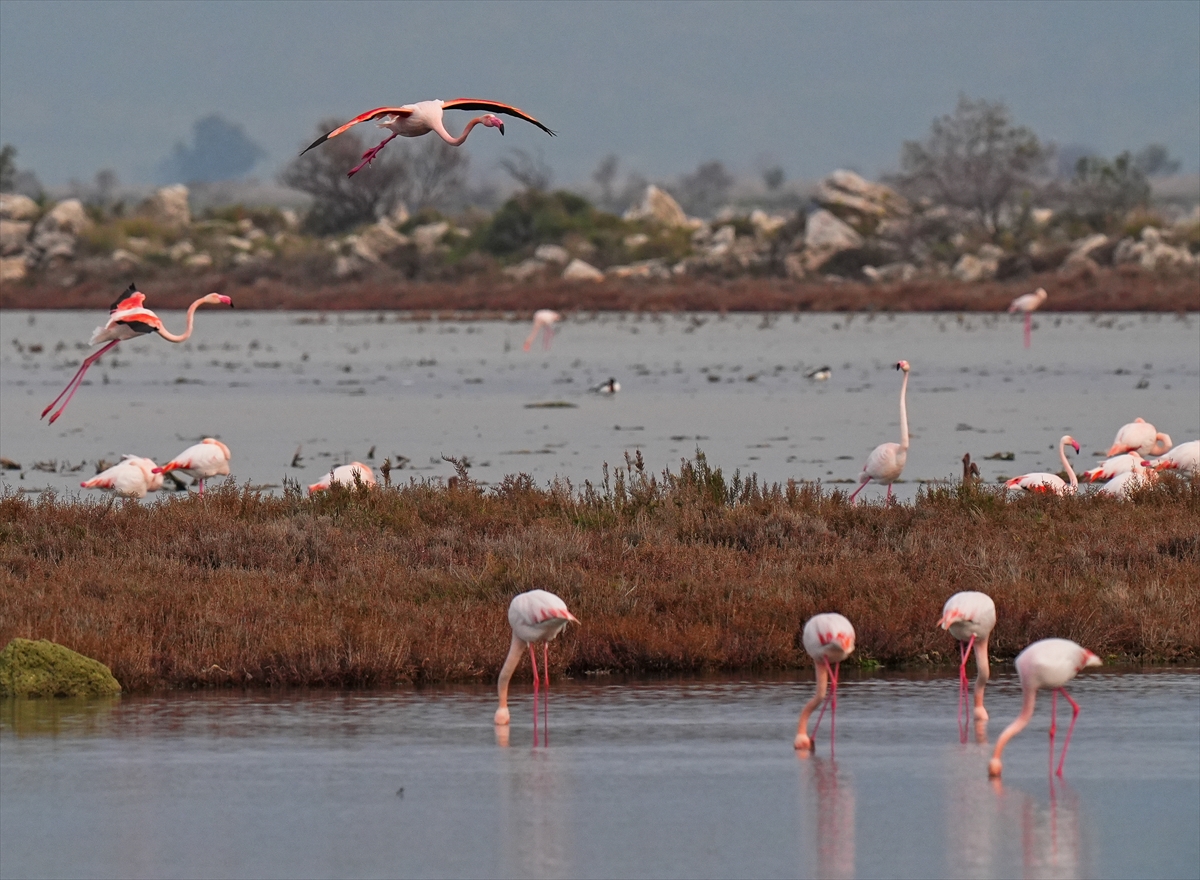 A A 20260131 40415151 40415146 K U R A K L I K G E D I Z D E L T A S I N D A K I R L I L I G I N E T K I S I N I A R T I R I Y O R