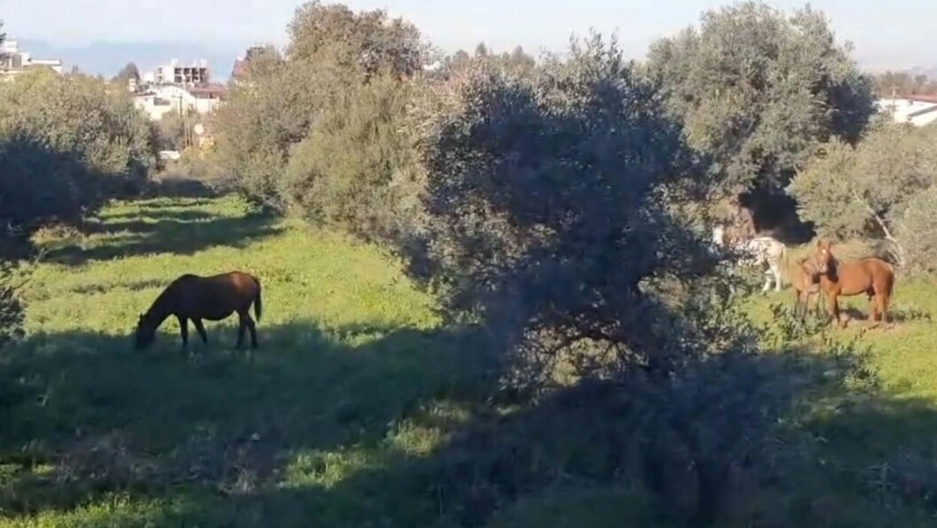 A Y D I N D A A C K A L A N Y I L K I A T L A R I S E H I R M E 1095562 325213