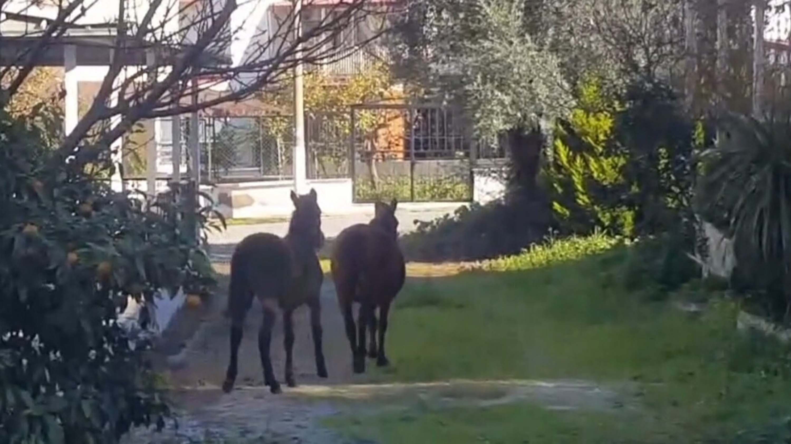 A Y D I N D A A C K A L A N Y I L K I A T L A R I S E H I R M E 1095563 325213