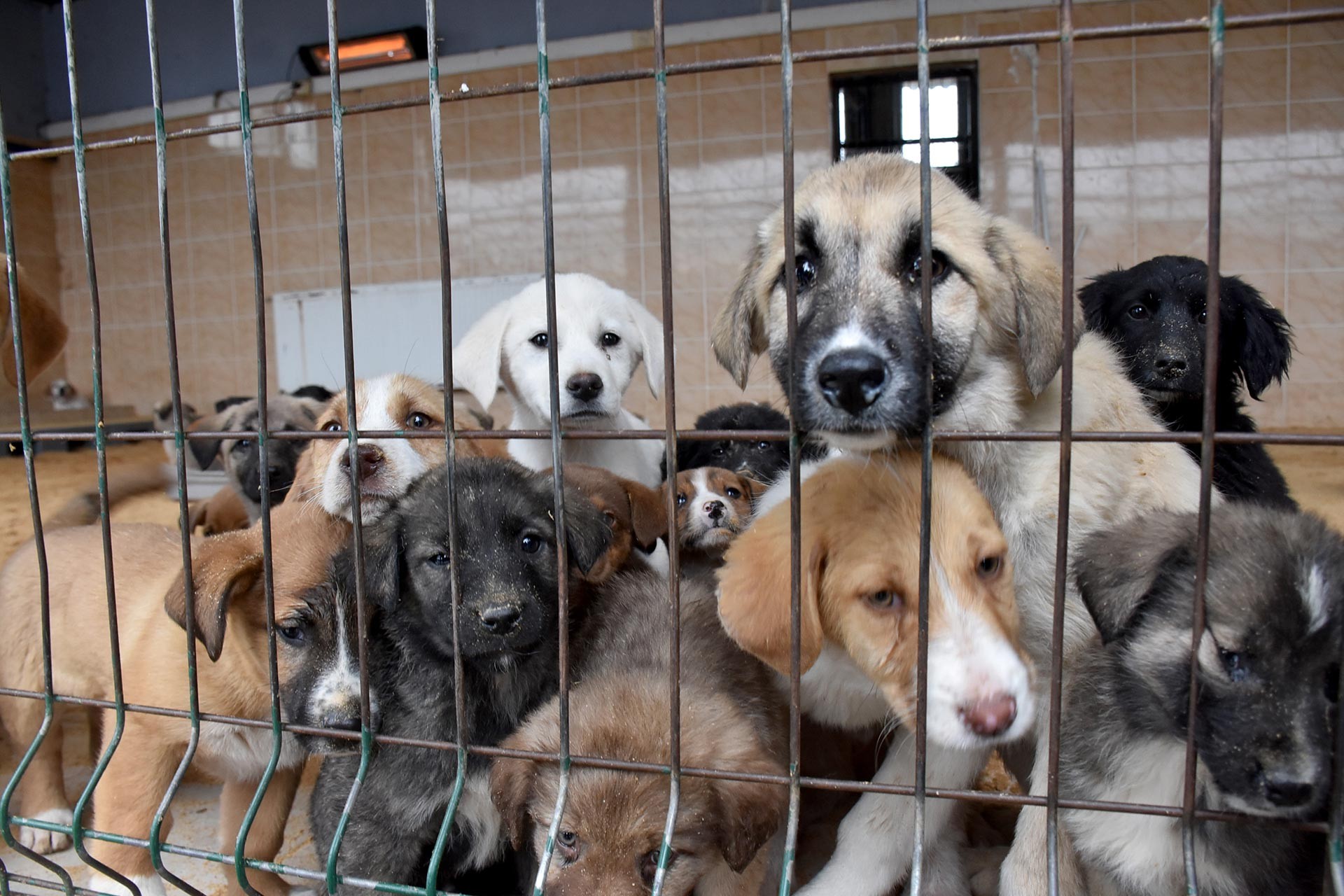 Can Dostlar Anagorsel Internete-6