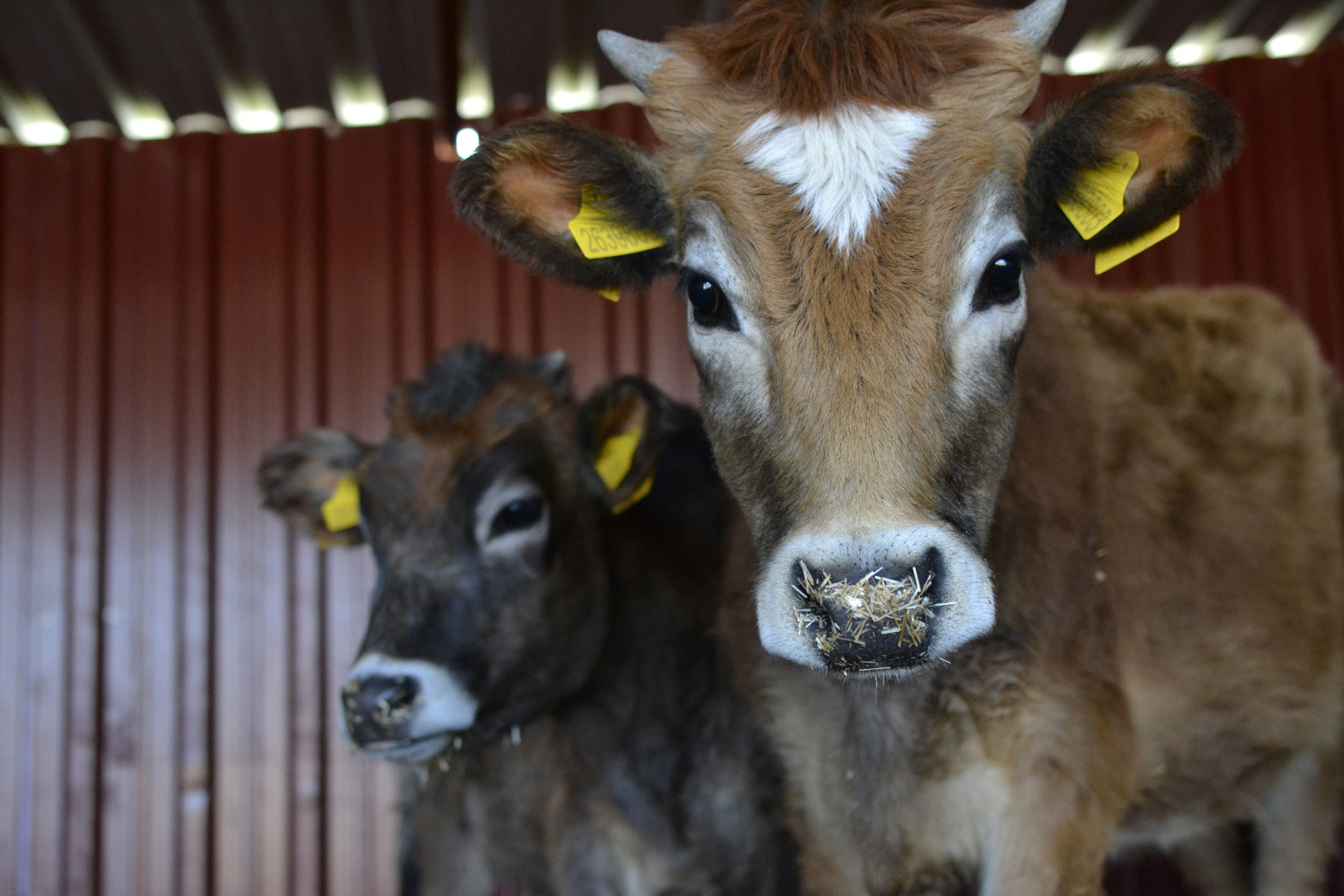 Can Dostlar Angelsfarm Dunyadan1