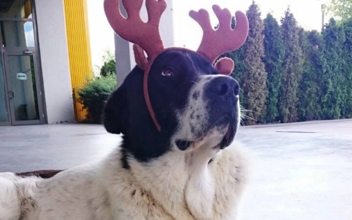 Candostlar A N A G O R S E L Internete3-1