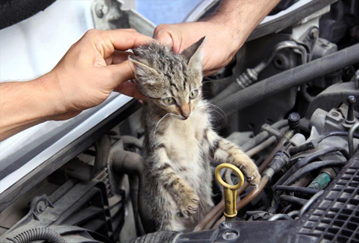 Candostlar Kaput Dunyadan1 (1)