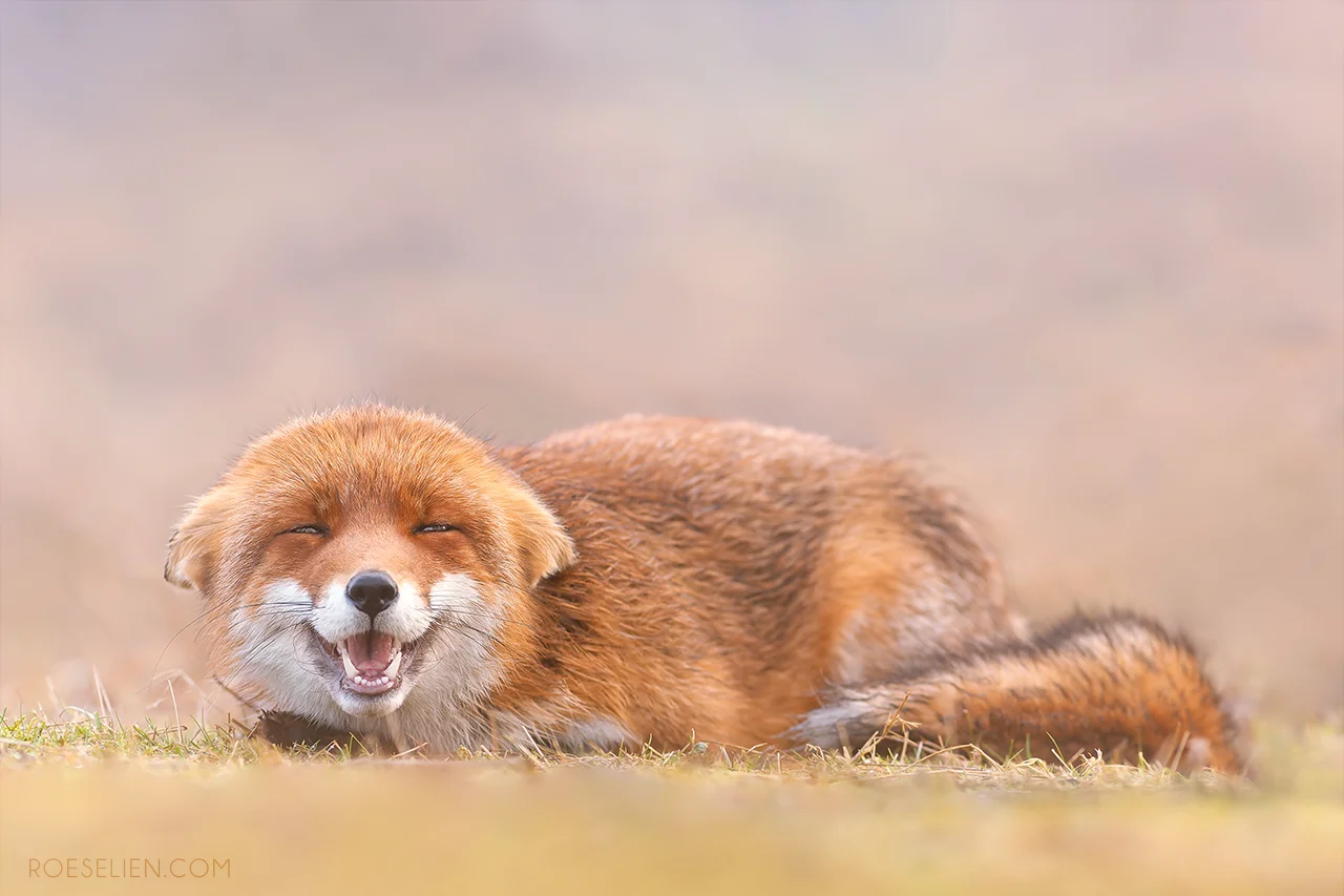 Candostlar Kulagimizakupe (1)-5