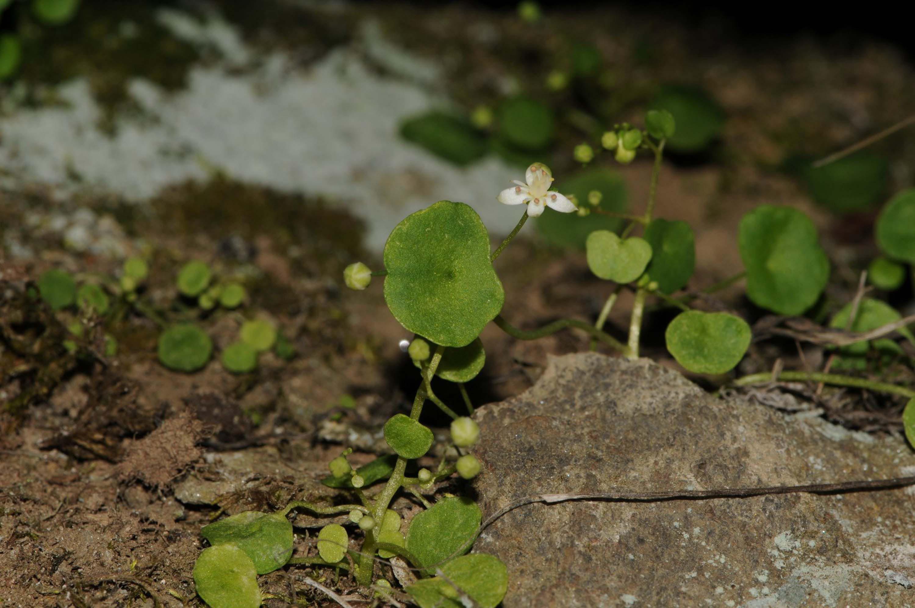 I Z M I R D E E N D E M I K B I T K I T U R U K E S F E D I L D I 1107498 328813