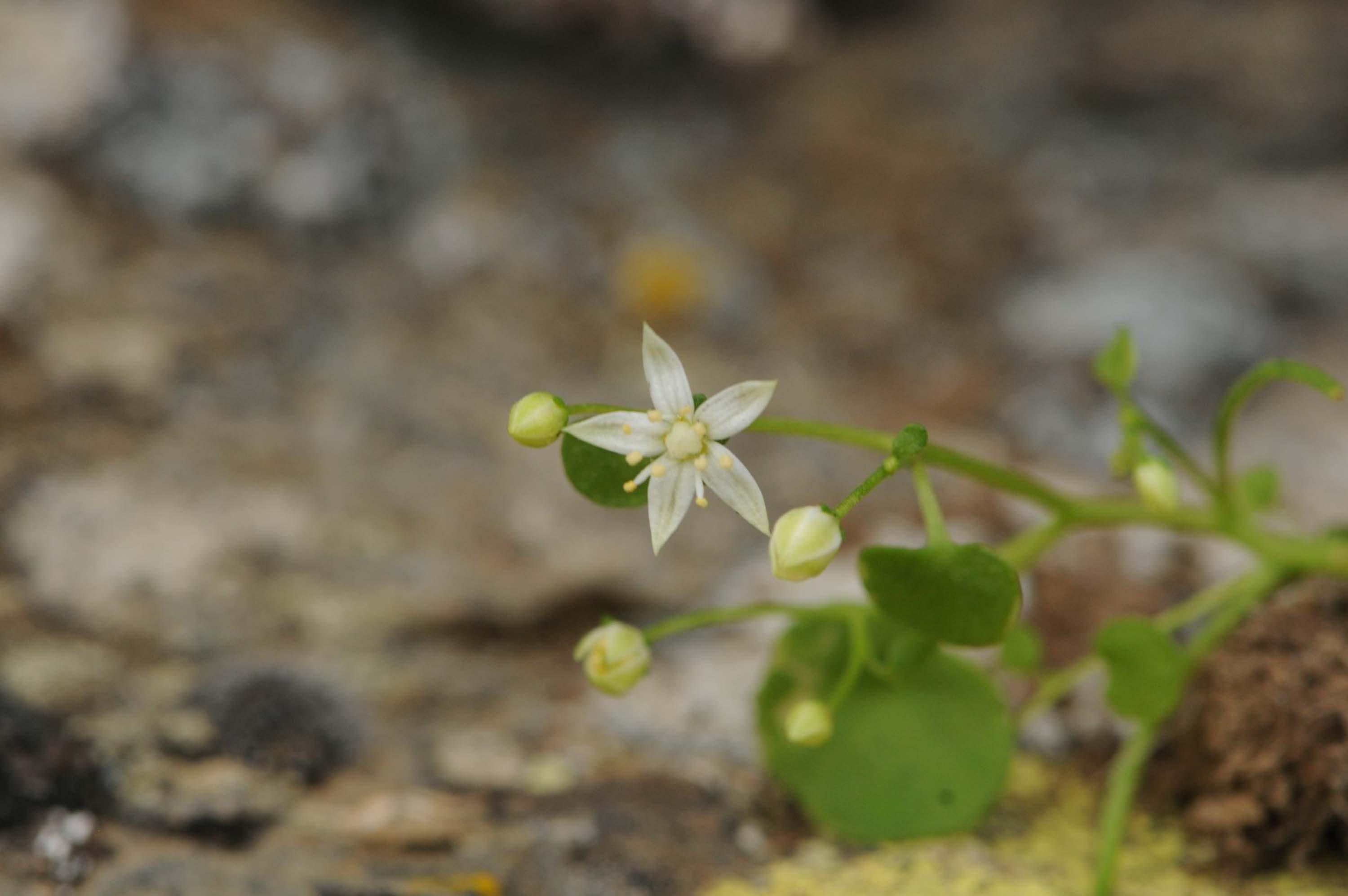 I Z M I R D E E N D E M I K B I T K I T U R U K E S F E D I L D I 1107500 328813