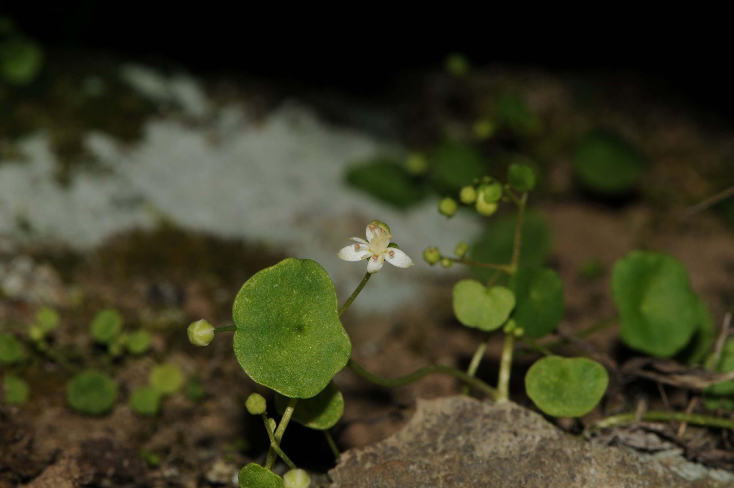 I Z M I R D E E N D E M I K B I T K I T U R U K E S F E D I L D I 1107501 328813