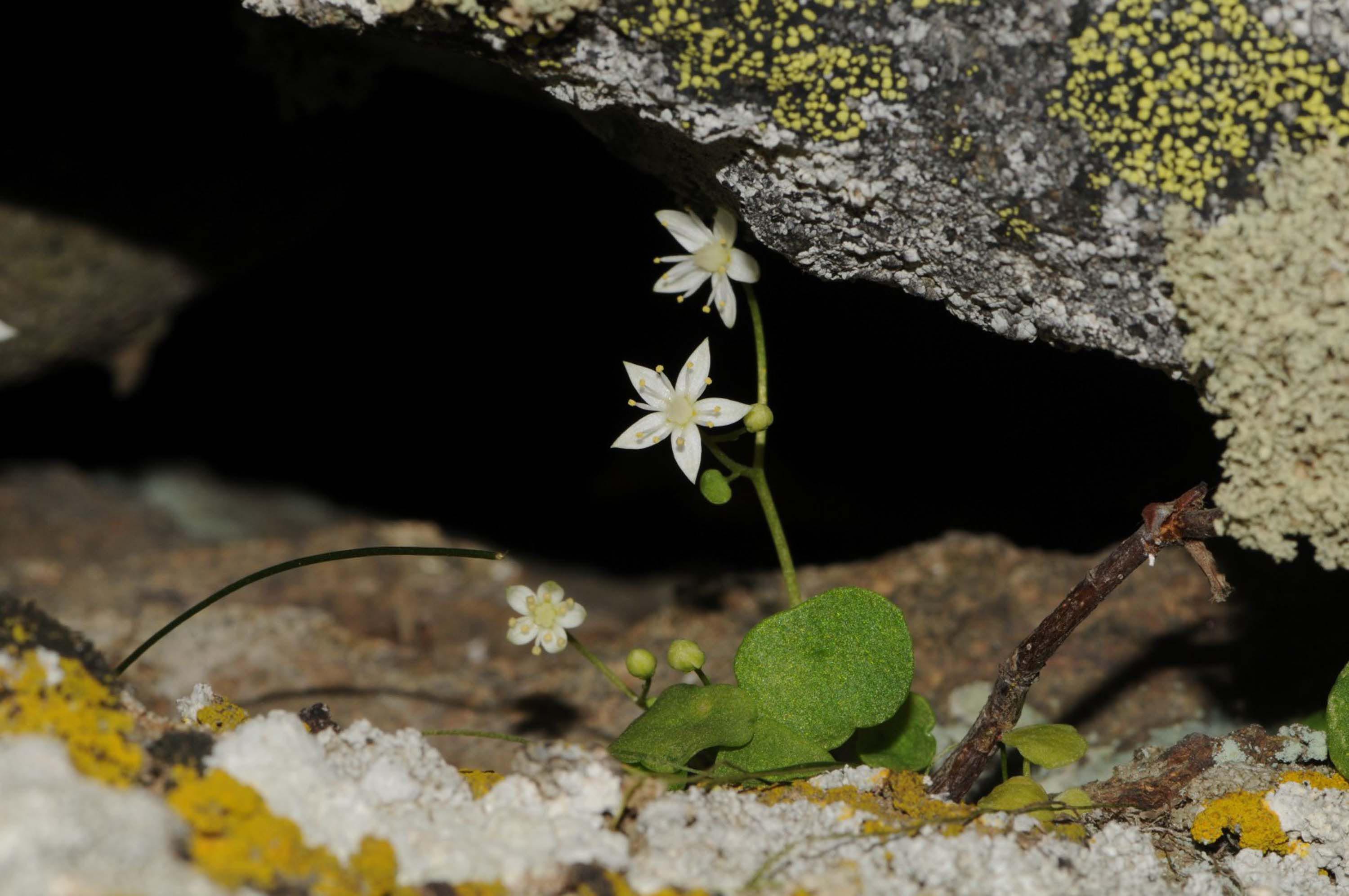 I Z M I R D E E N D E M I K B I T K I T U R U K E S F E D I L D I 1107502 328813