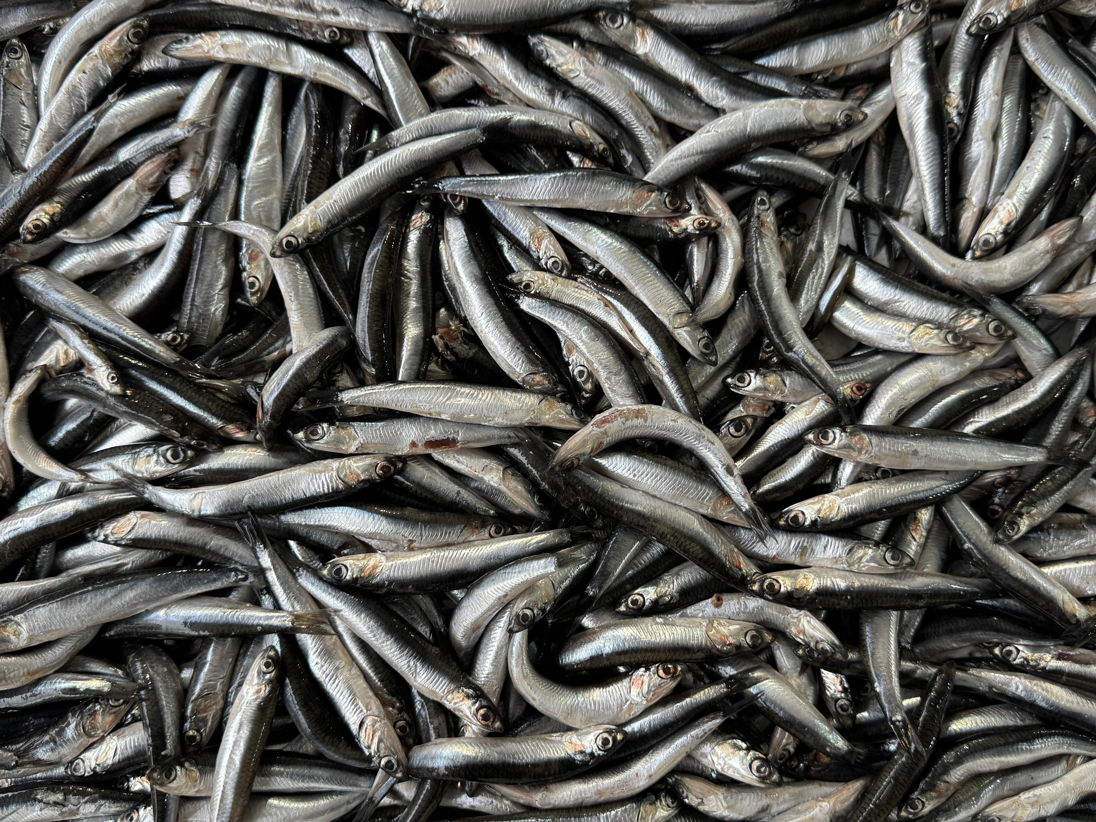 K A R A D E N I Z’ D E Y O G U N A V B A S K I S I S O N U C U H A 1094883 324990