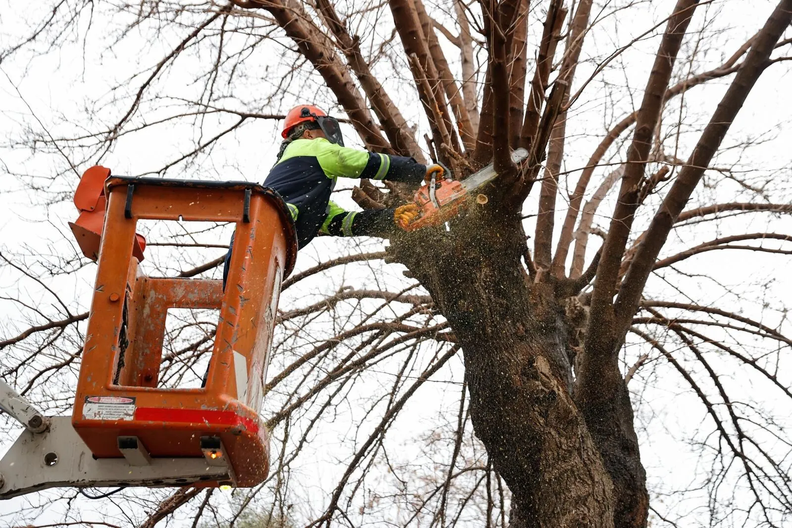 Konakta Kis Dayanismasi Budanan Agaclar Yuvalari Isitiyor 4