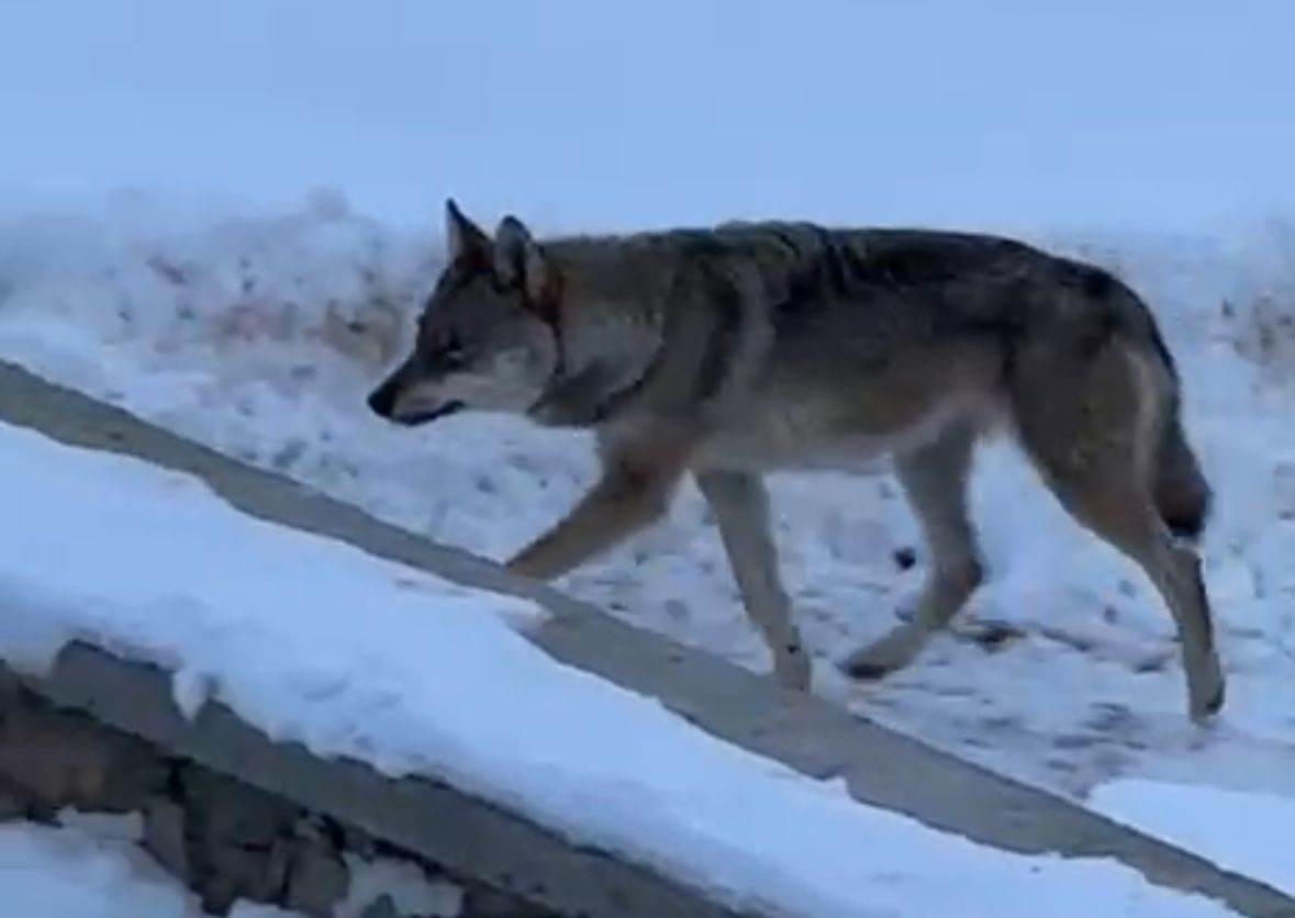 T U N C E L I’ D E A C K A L A N K U R T Y E R L E S I M A L A N I N 1137182 337588