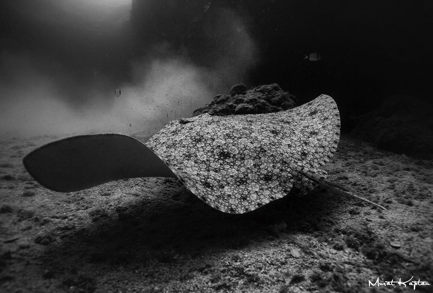 107594103 10158578259533464 7957278902271482550 N