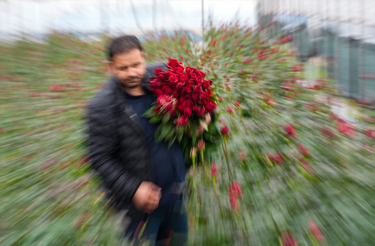 A A 20260212 40529640 40529628 I Z M I R D E G U L Y E T I S T I R I L E N S E R A L A R D A S E V G I L I L E R G U N U M E S A I S I