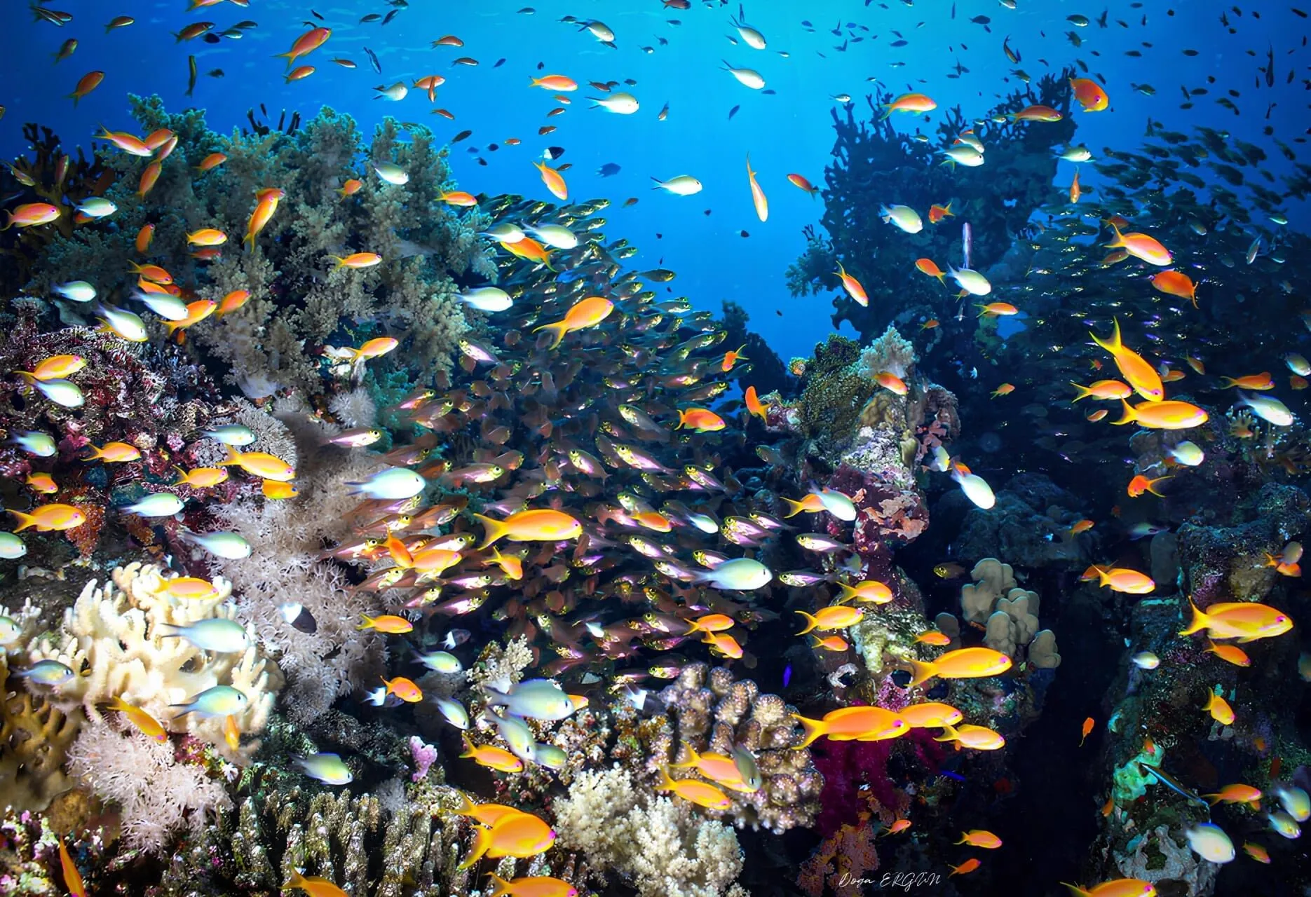 A51925D2 Bb82 4067 8879 Afd0E4Eea1E6