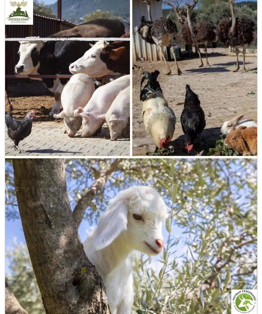 Candostlar F E R D I N A N D Bizimgezegen