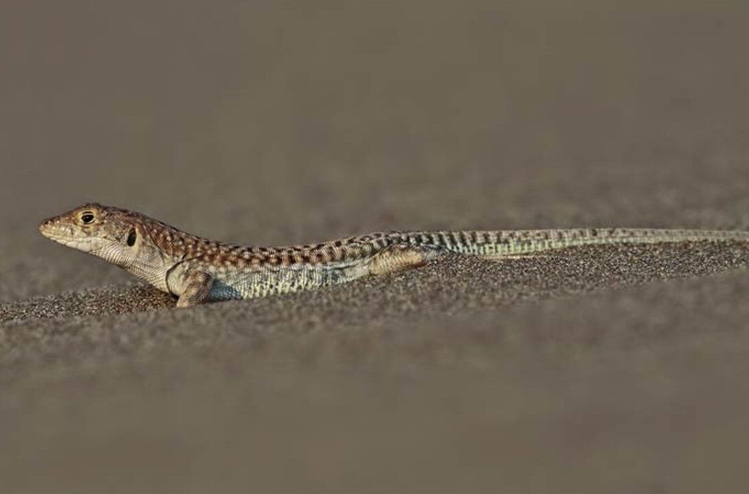 Candostlar I S K E N D E R U N Dunyadan