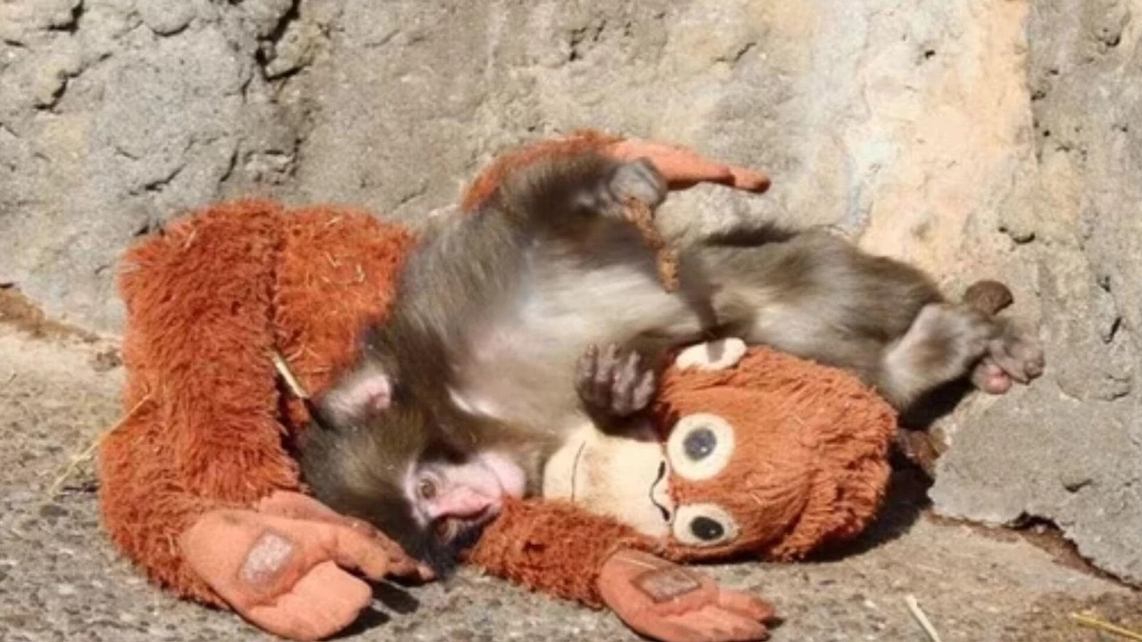 Candostlar S O S Y A L M E D Y A Bizimgezegen1