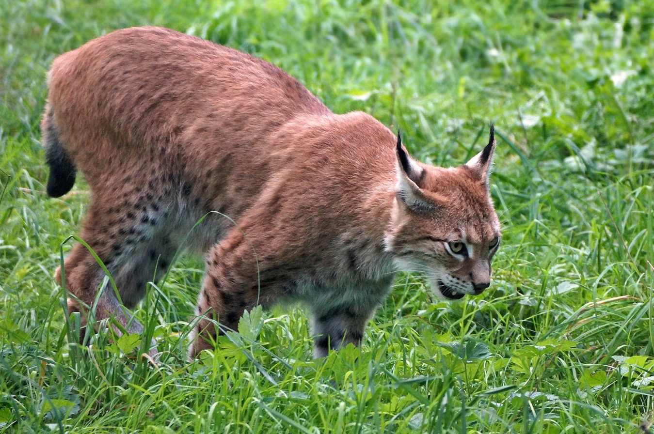 Candostlar T V D Dunyadanbihaber1