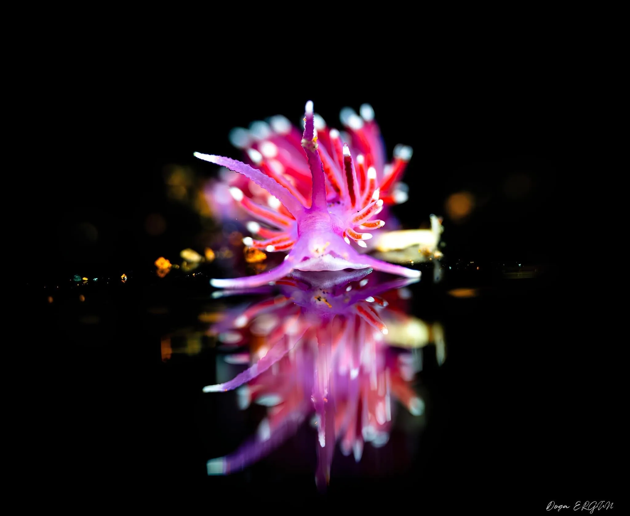 Ef06A54E 7113 4Da3 9C08 66D033Abacbd