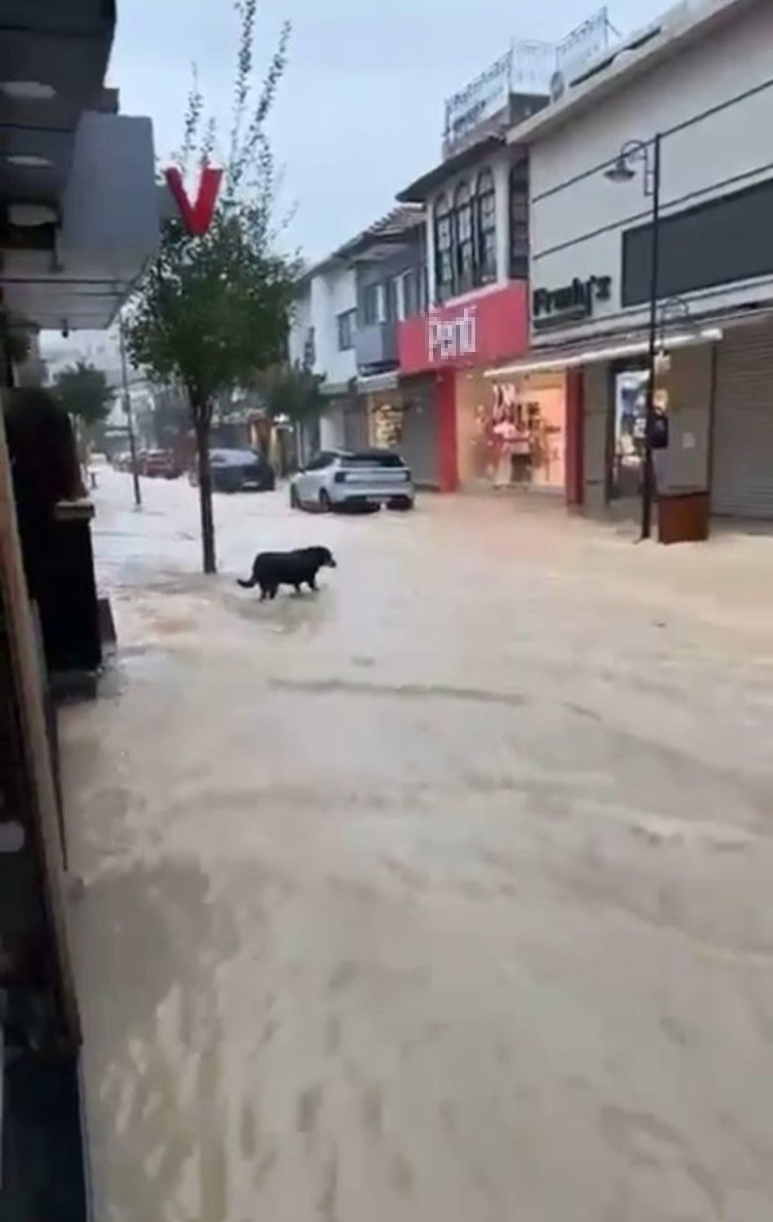 I Z M I R C E S M E’ D E S A G A N A K Y O L L A R G O L E D O N D 1151817 342072