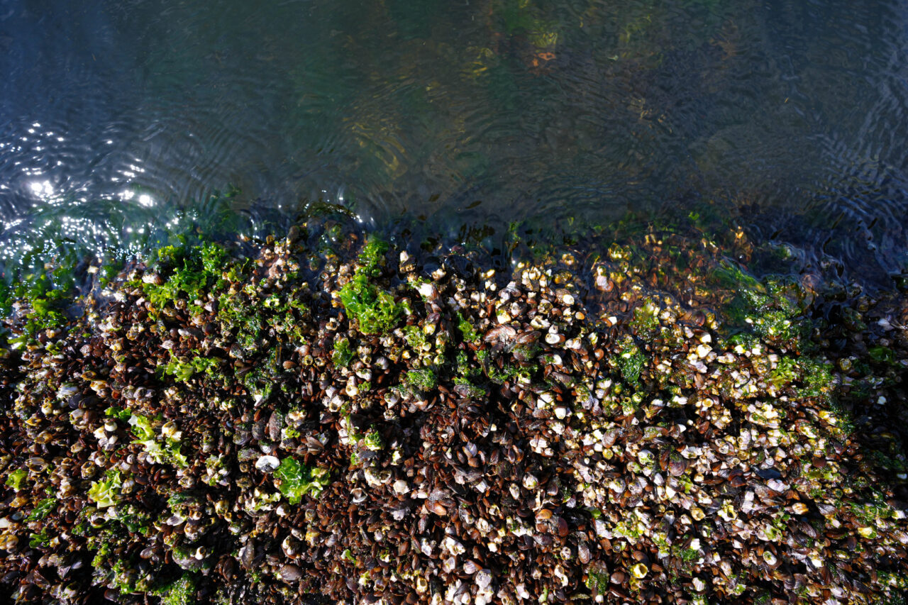 Izmir Korfezindeki Kirliligin Cozumu Icin Midyelerle Bilimsel Calisma Yapildi 11B49848298E