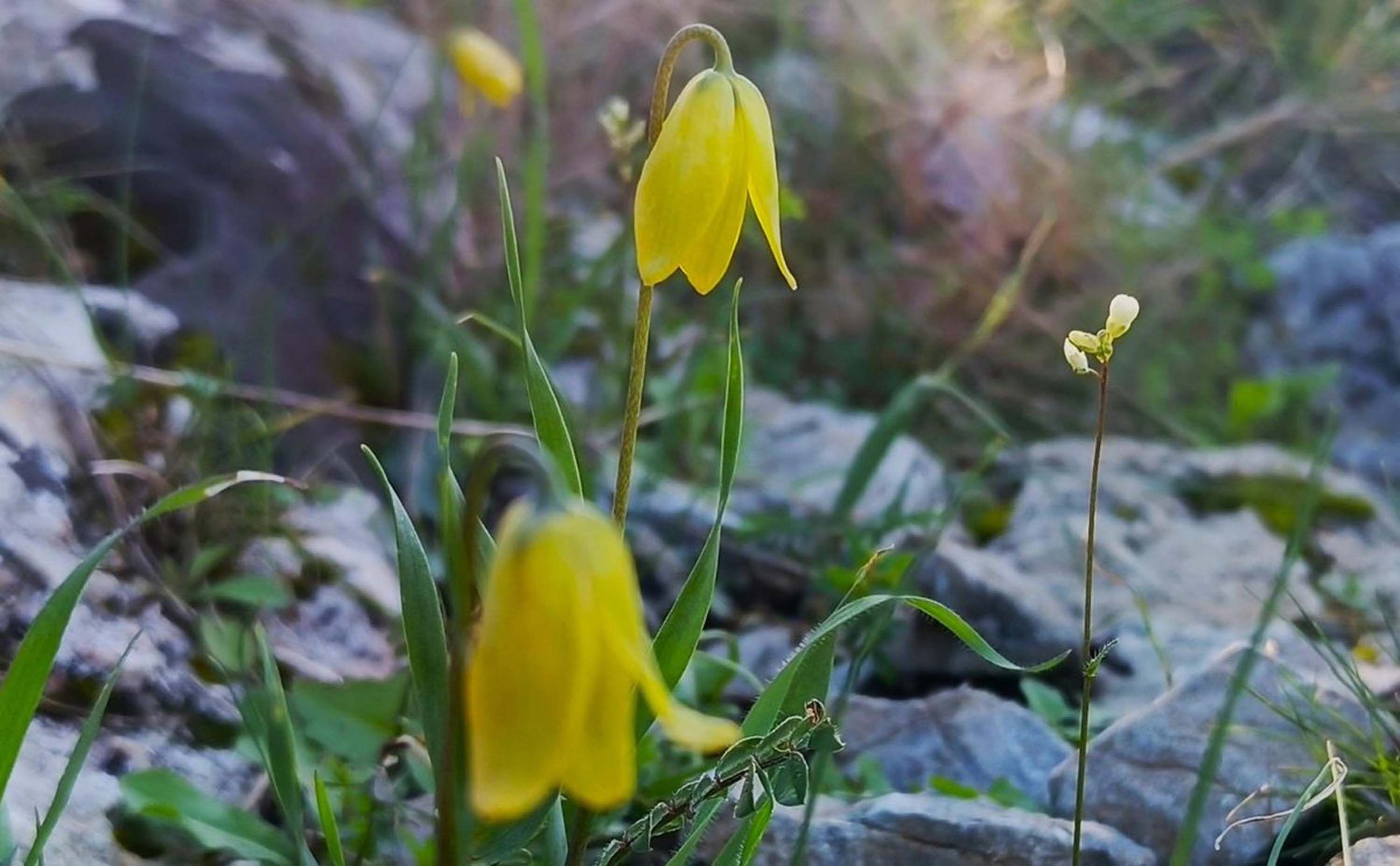 K U S A D A S I N D A A G L A Y A N G E L I N L E R C I C E K A C 1189369 353412