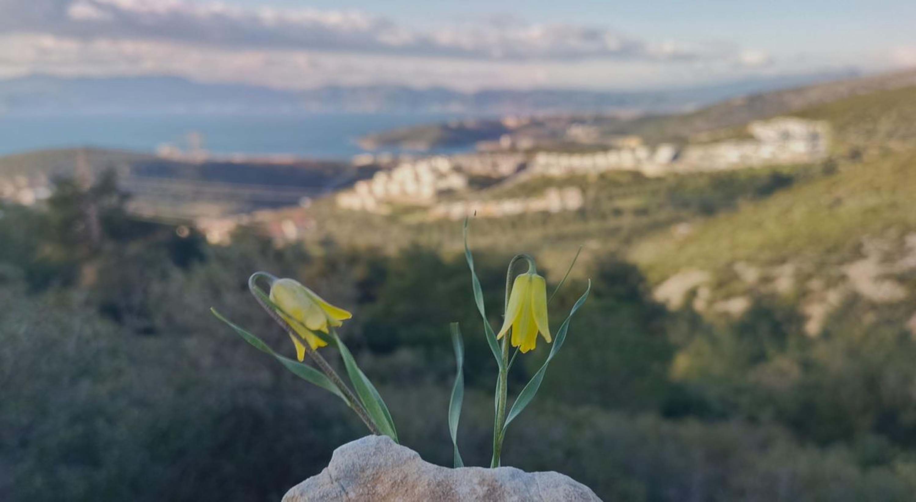 K U S A D A S I N D A A G L A Y A N G E L I N L E R C I C E K A C 1189370 353412