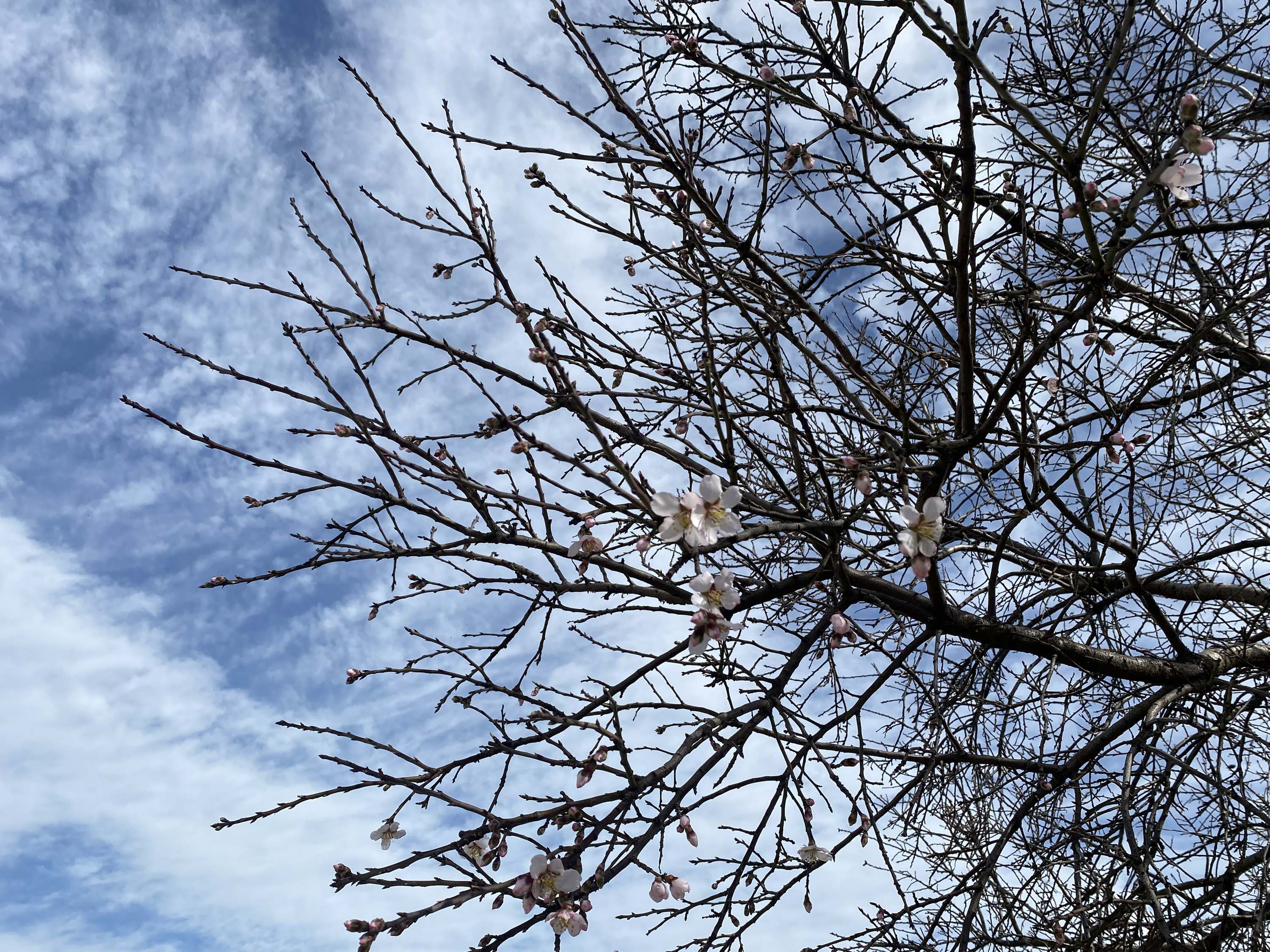 M A N I S A D A B A D E M V E E R I K A G A C L A R I S U B A T A 1170081 347535