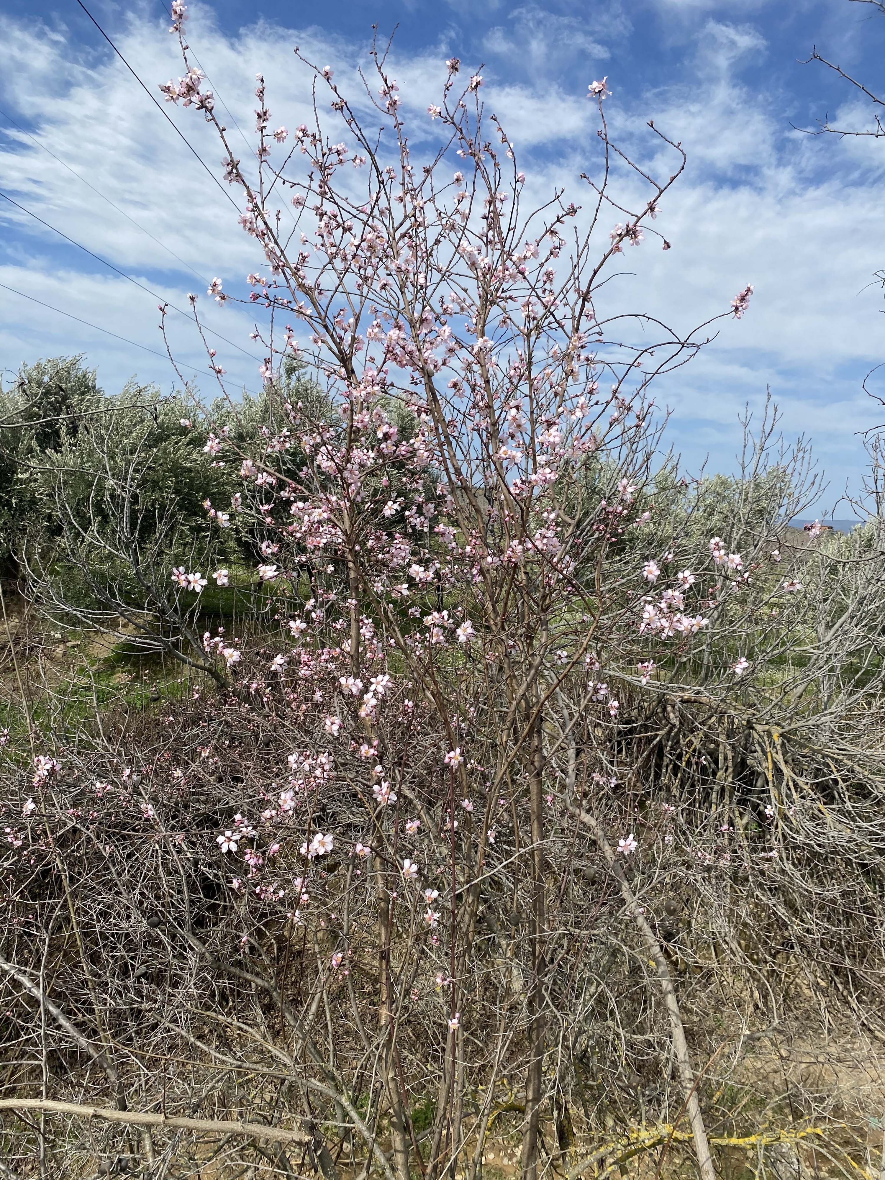 M A N I S A D A B A D E M V E E R I K A G A C L A R I S U B A T A 1170082 347535