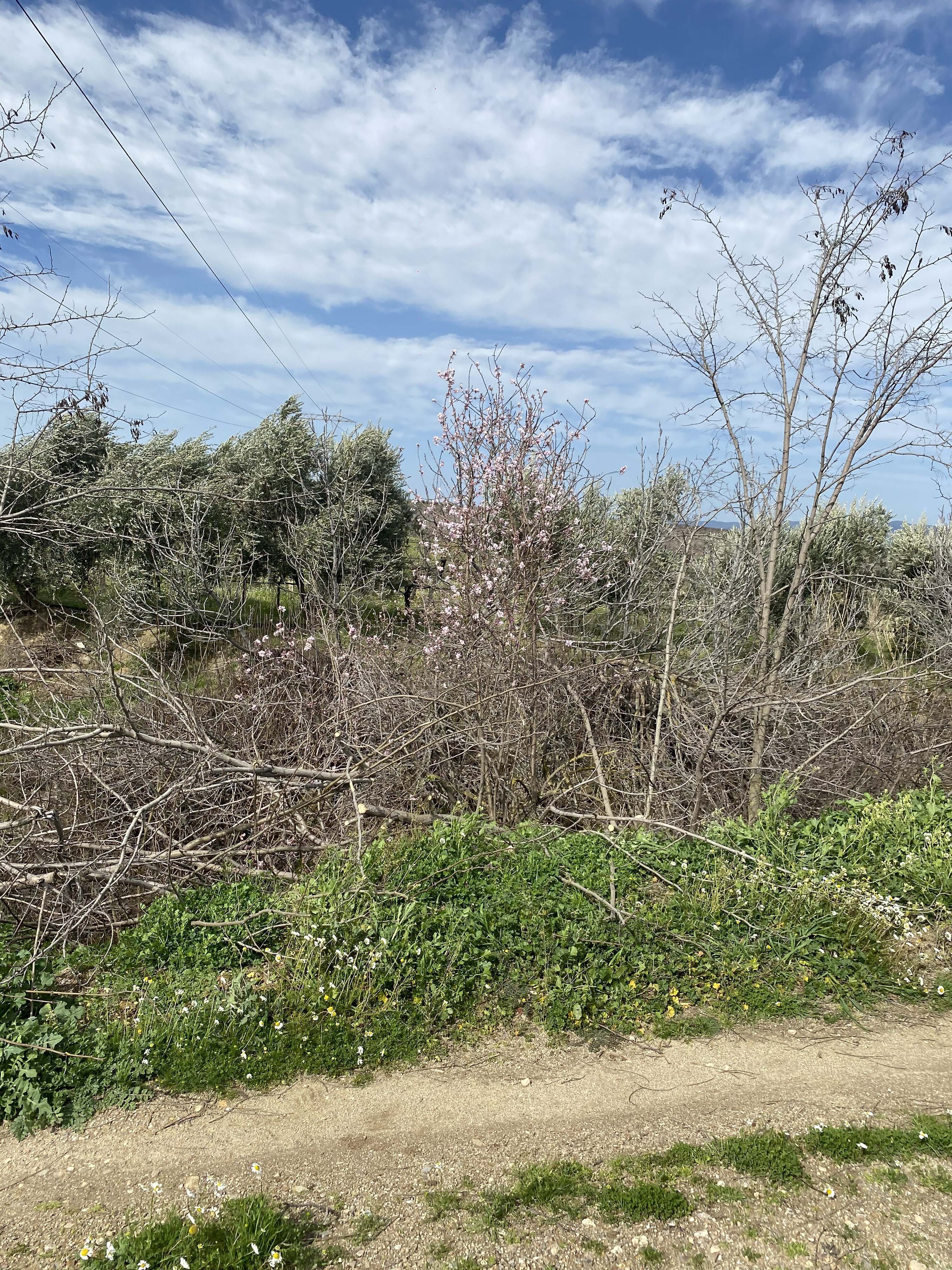 M A N I S A D A B A D E M V E E R I K A G A C L A R I S U B A T A 1170083 347535