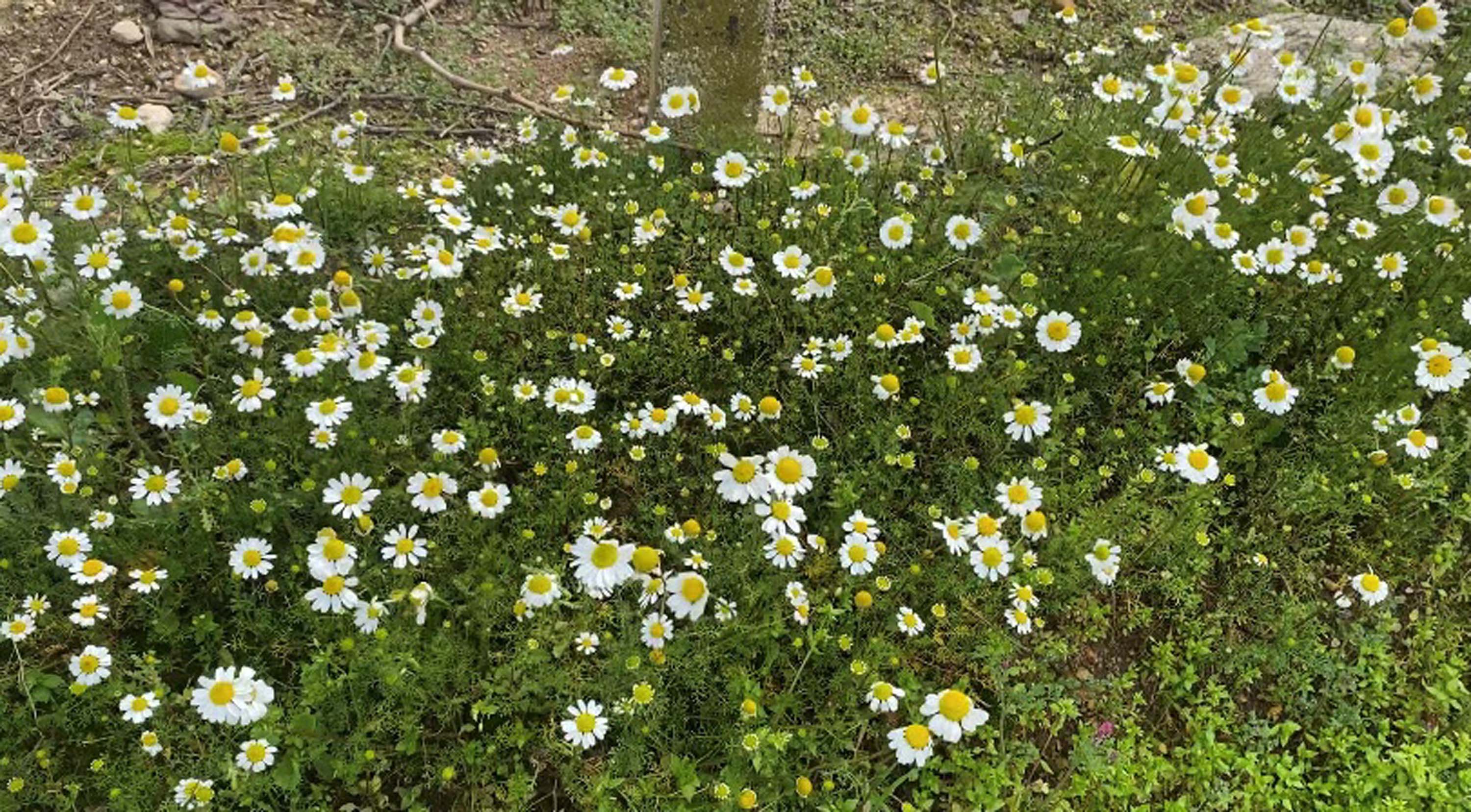 M A N I S A D A B A D E M V E E R I K A G A C L A R I S U B A T A 1170084 347535