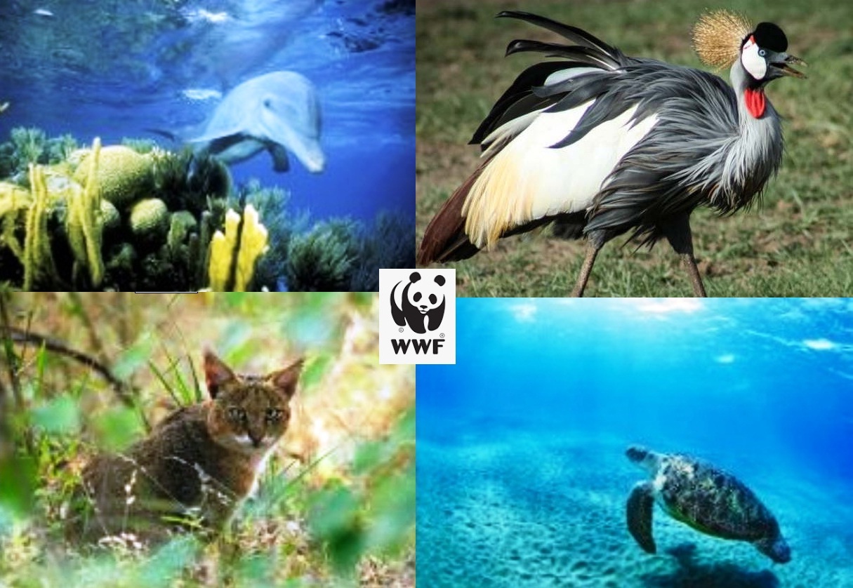 Okur Mektubu Nesli̇ Tükenen Hayvanlari Da Düşünün