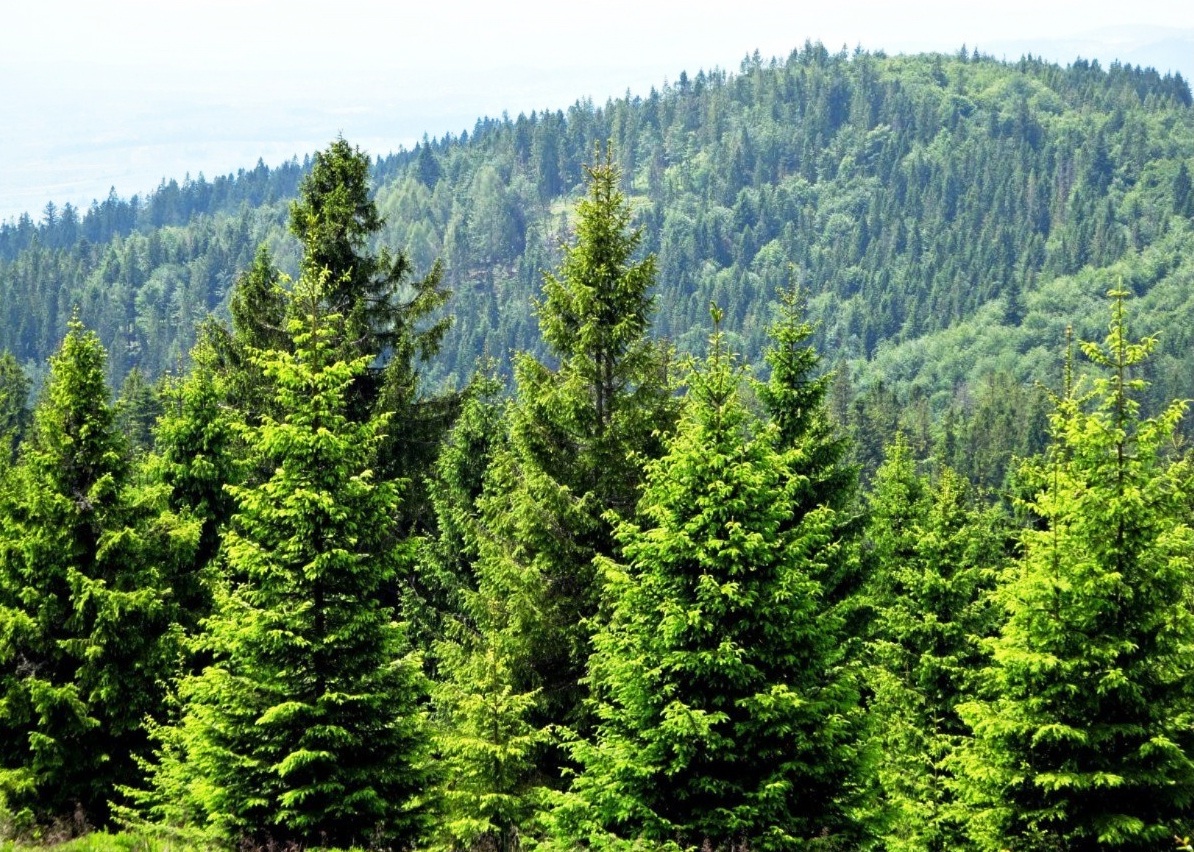 Ormanlar Sıcak Ve Soğuğu Dengeler