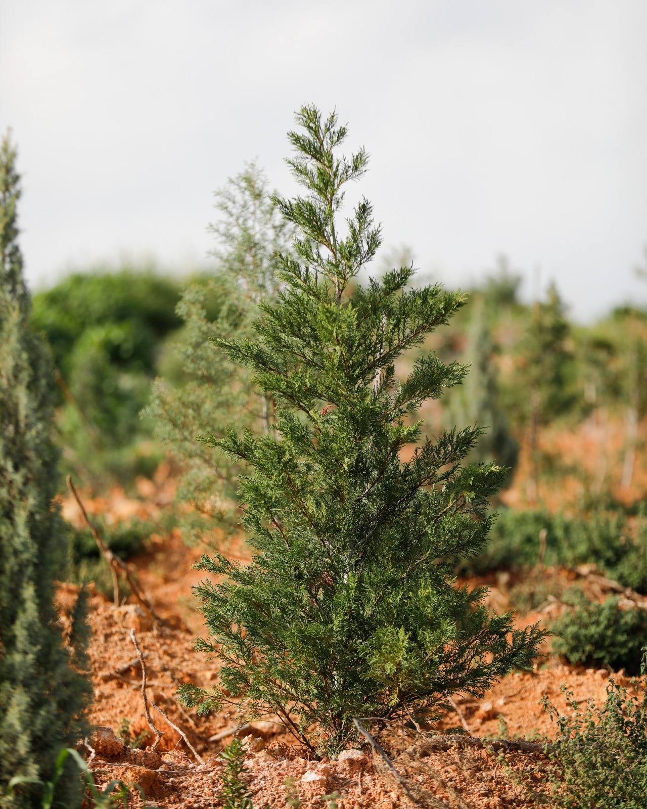 Whatsapp Image 2026 02 10 At 09.17.51-1