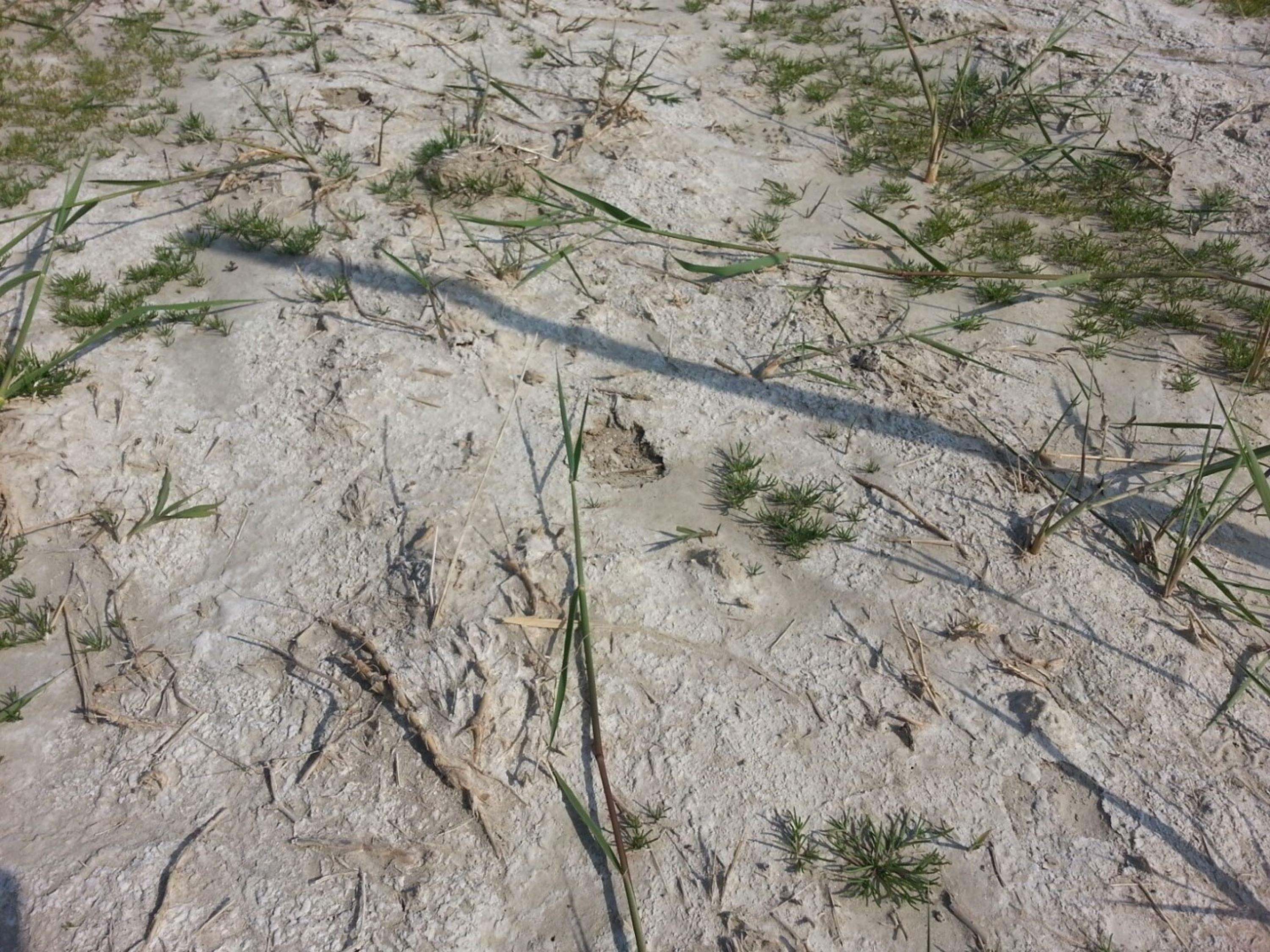 Y E R A L T I S U Y U N D A Y A K L A S I K 120 S A N T I M E T R 1179335 350328