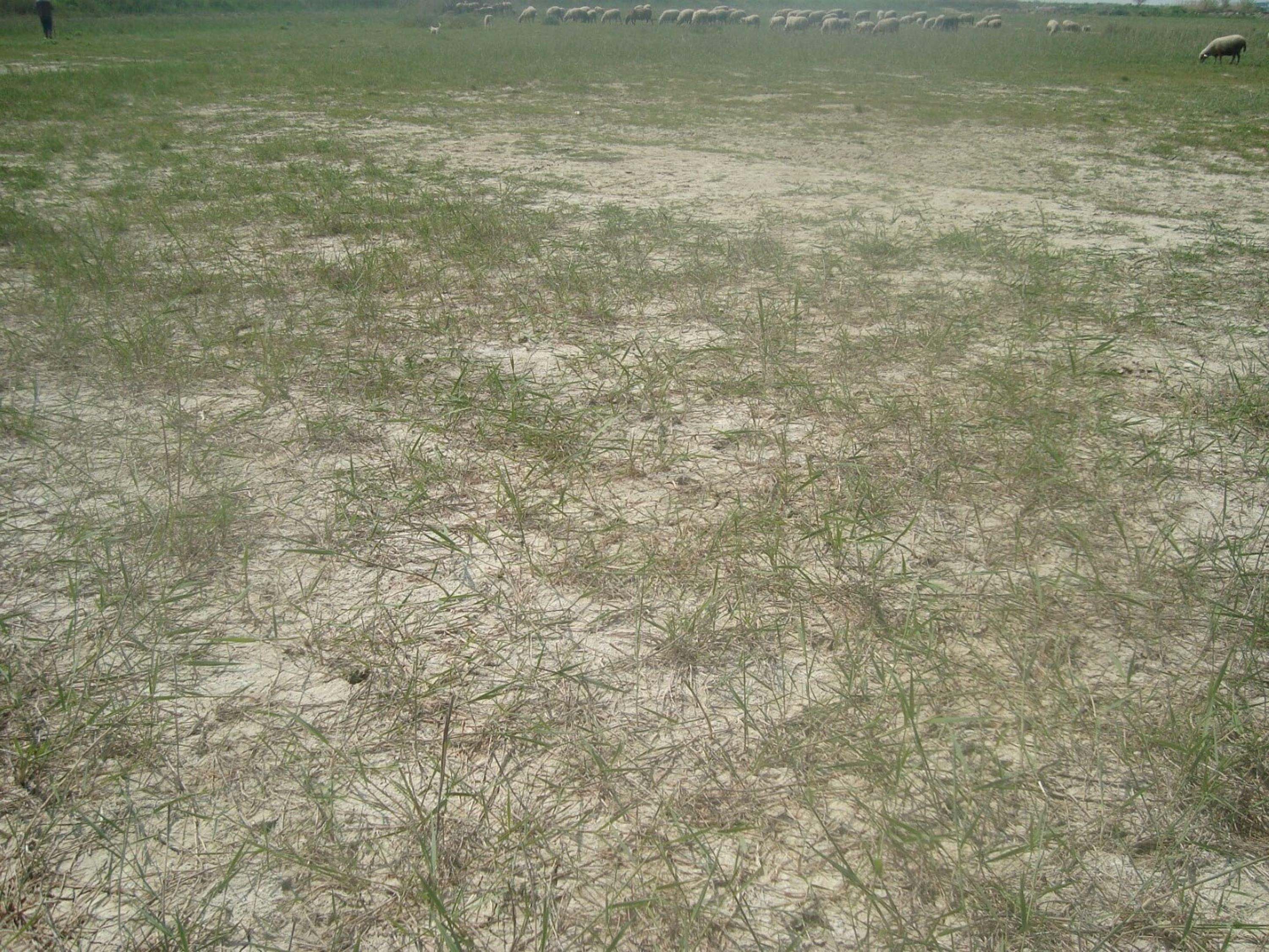 Y E R A L T I S U Y U N D A Y A K L A S I K 120 S A N T I M E T R 1179336 350328