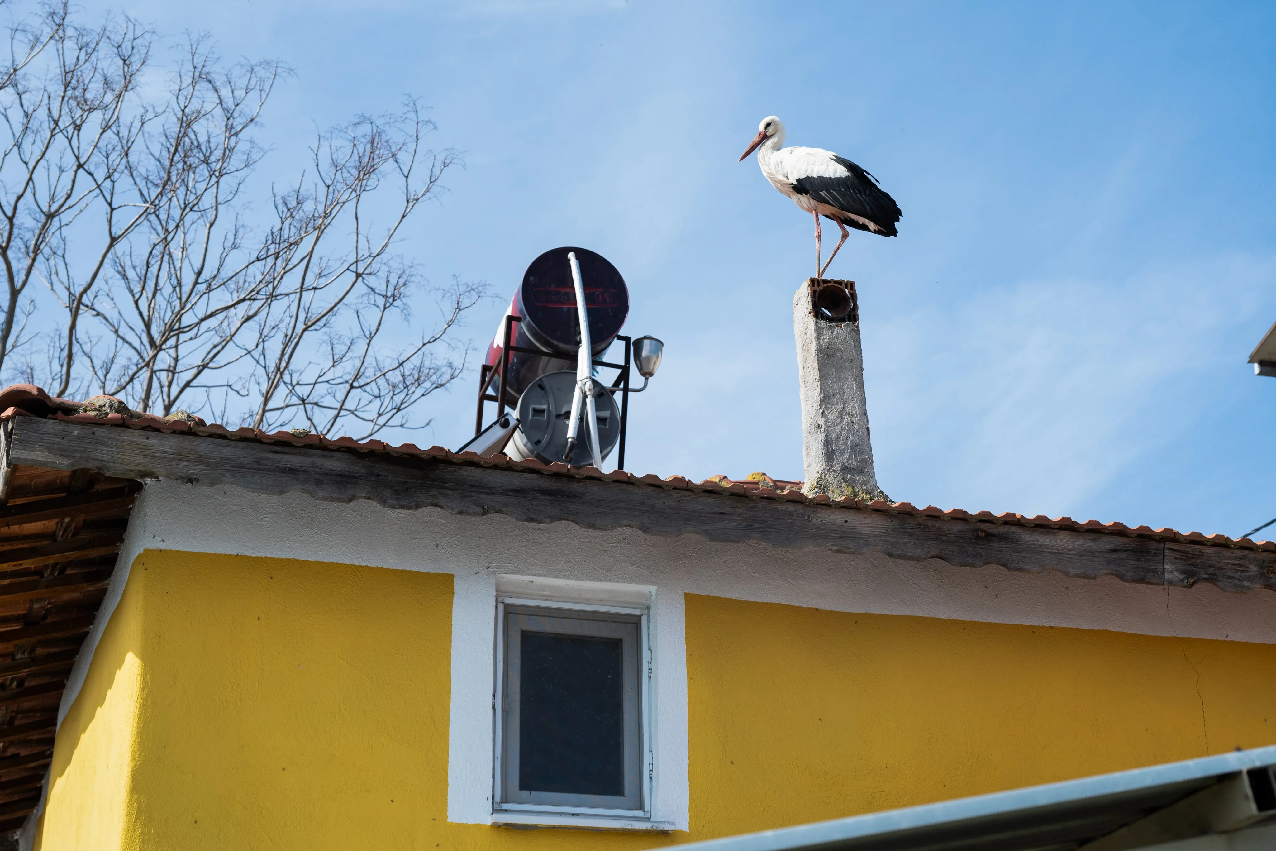 Yaren Leylegin Esi Nazli Geldi 1184022 351720