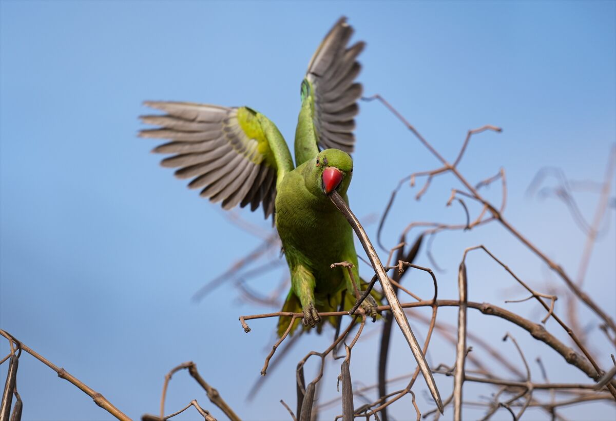 A A 20260319 40868762 40868748 I Z M I R D E K I C A K A L B U R N U L A G U N U N D E Y A B A N H A Y A T I