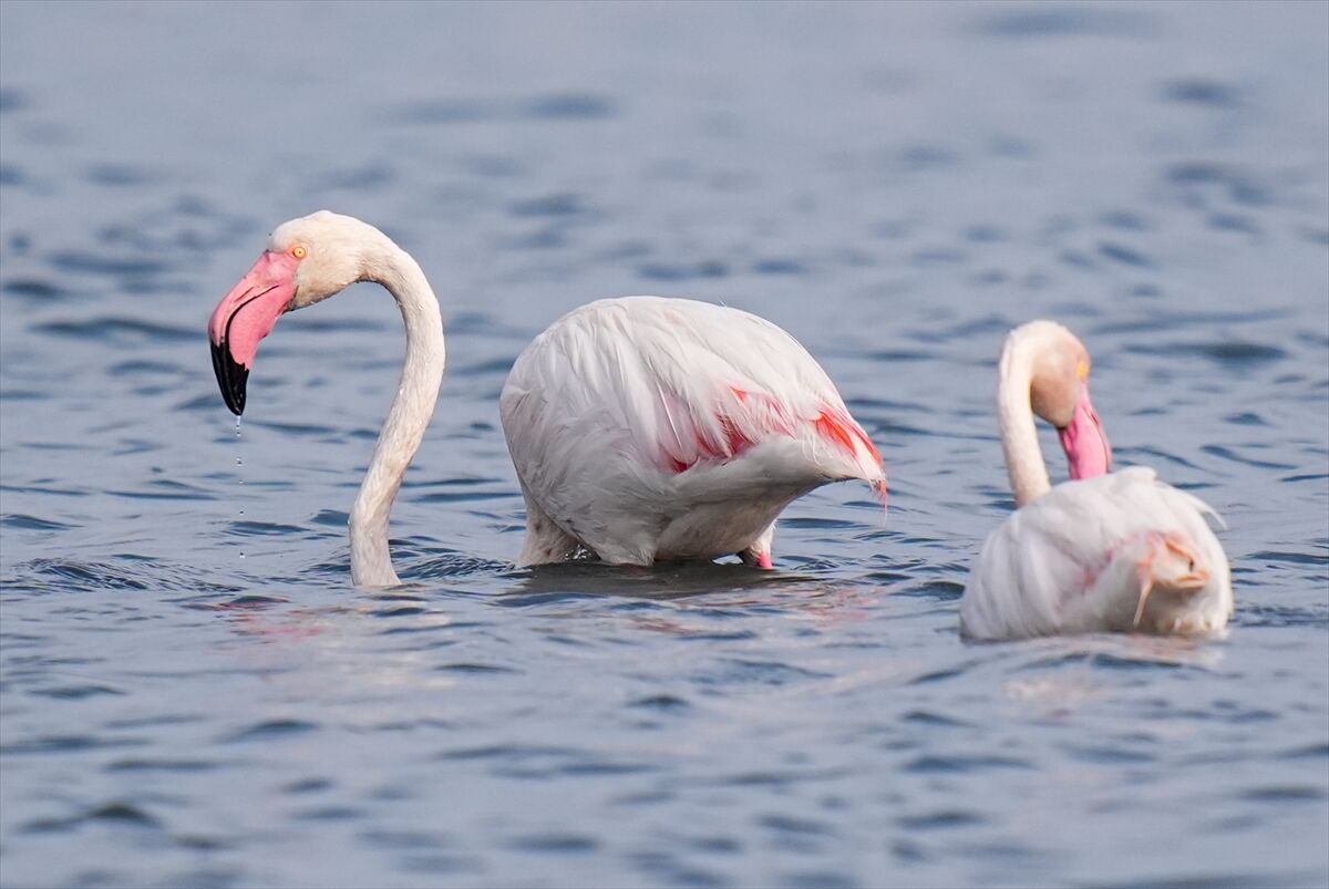 A A 20260319 40868762 40868750 I Z M I R D E K I C A K A L B U R N U L A G U N U N D E Y A B A N H A Y A T I