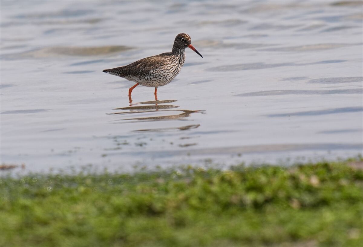 A A 20260319 40868762 40868756 I Z M I R D E K I C A K A L B U R N U L A G U N U N D E Y A B A N H A Y A T I